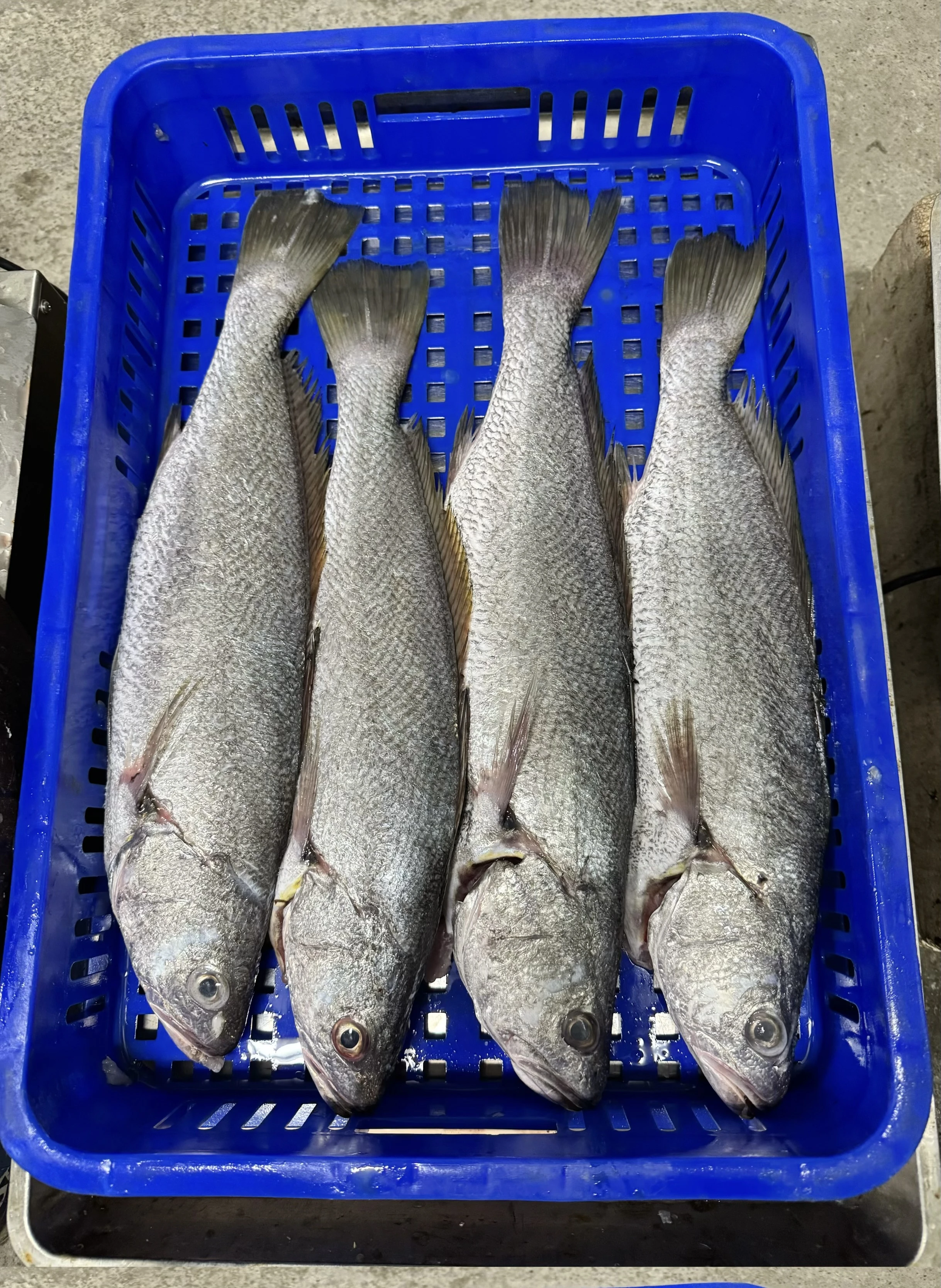 七星鮸（白鮸魚）自捕