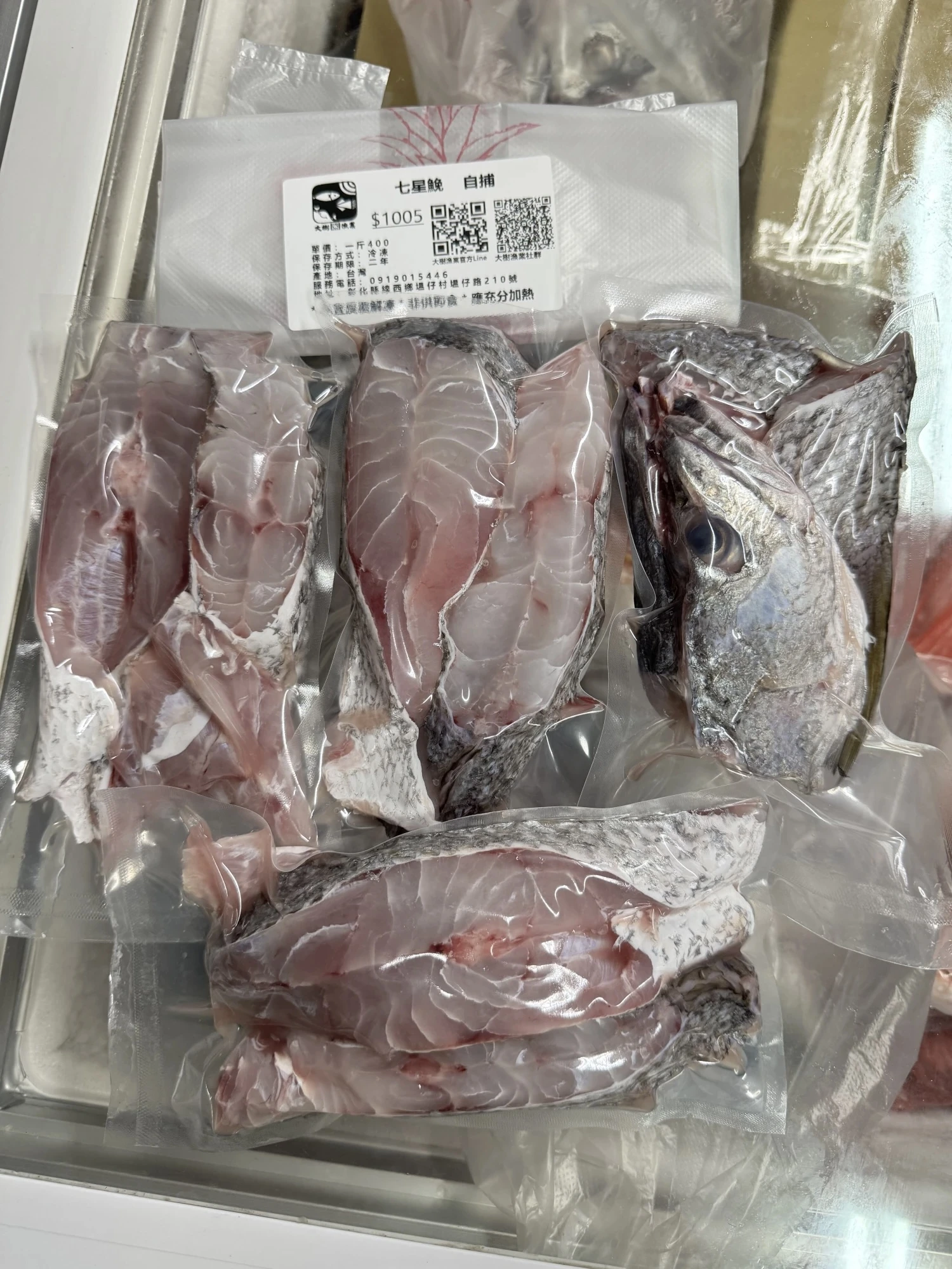 七星鮸（白鮸魚）自捕