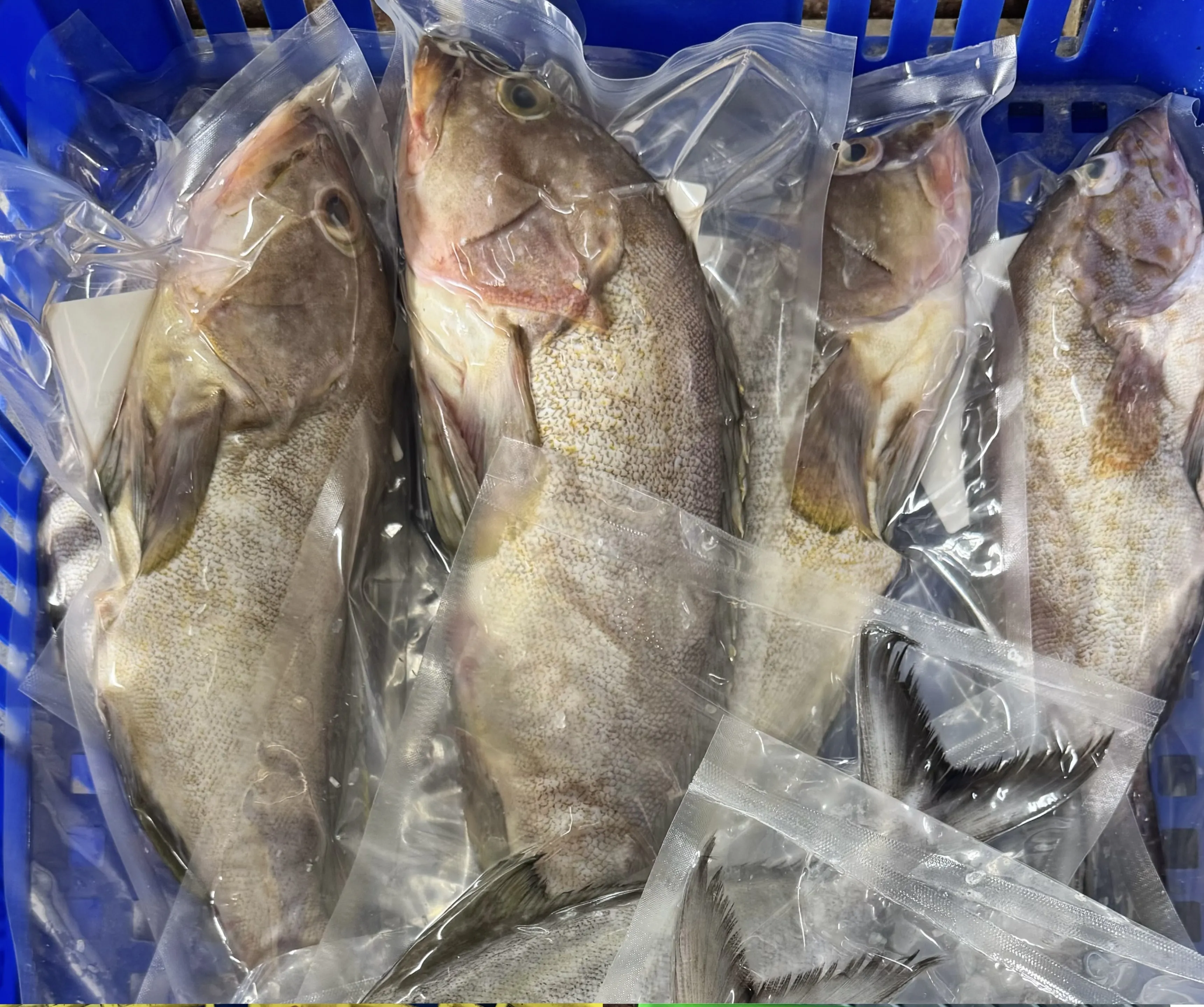 中勾石斑(黃石斑)