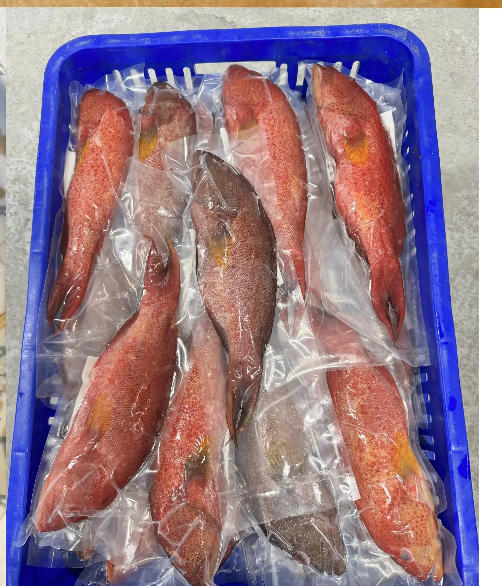 燕尾紅條(菲律賓)