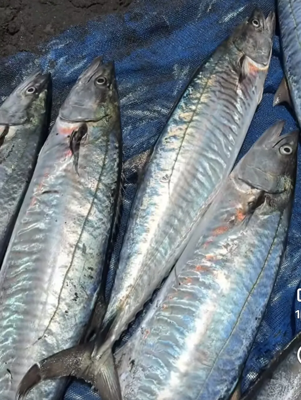 土魠魚