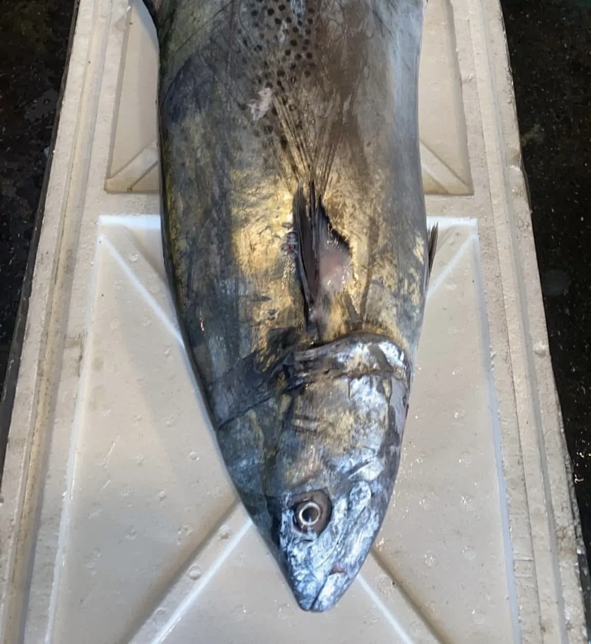 大白北魚(闊北)