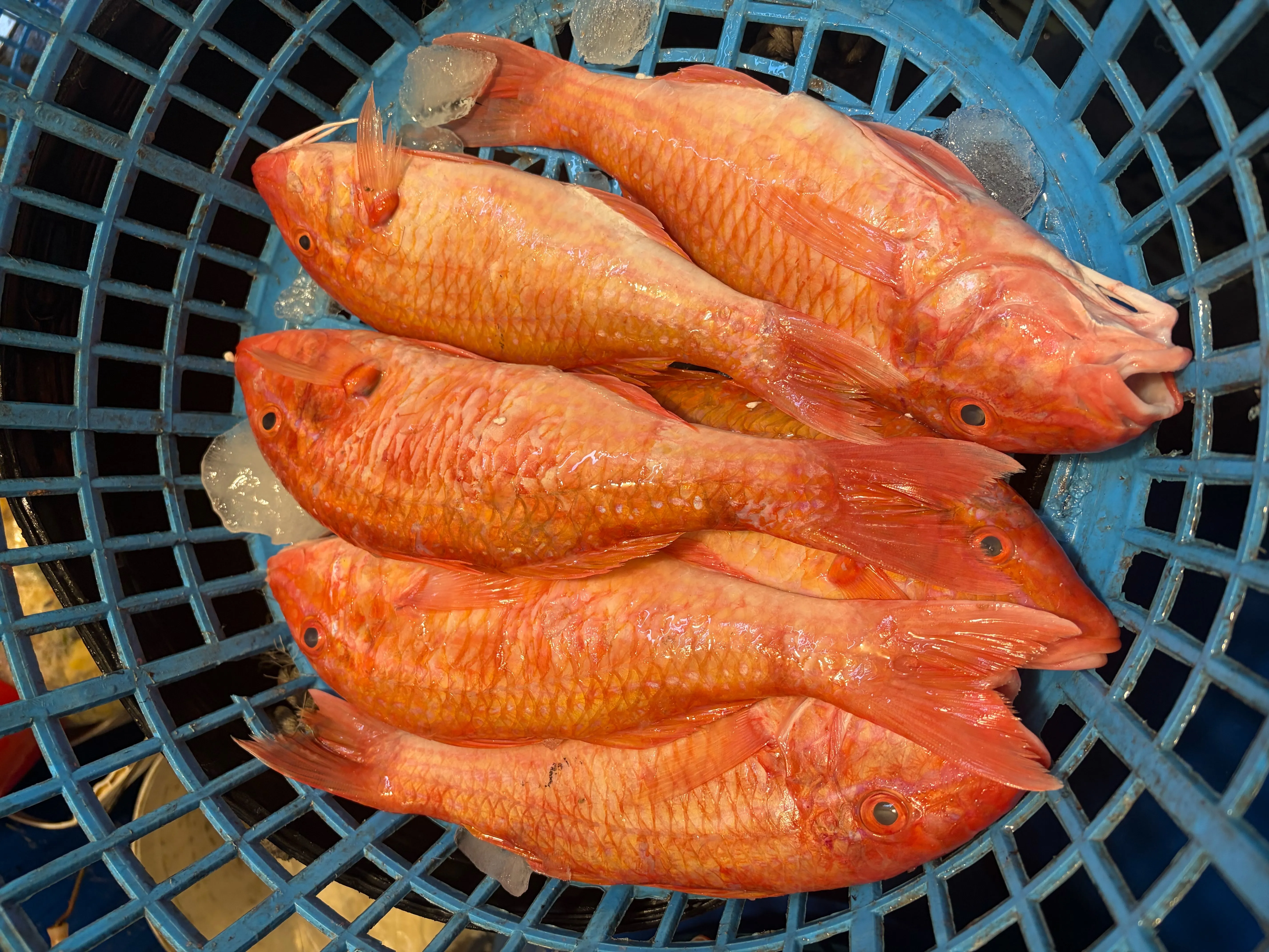 大紅秋姑｜金線秋姑（自捕）