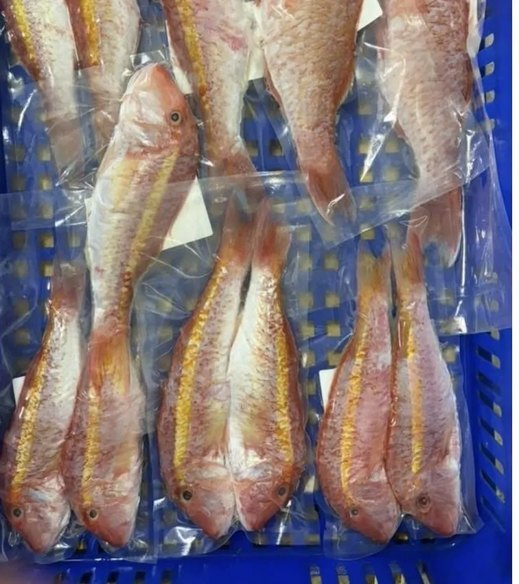 大紅秋姑｜金線秋姑（自捕）