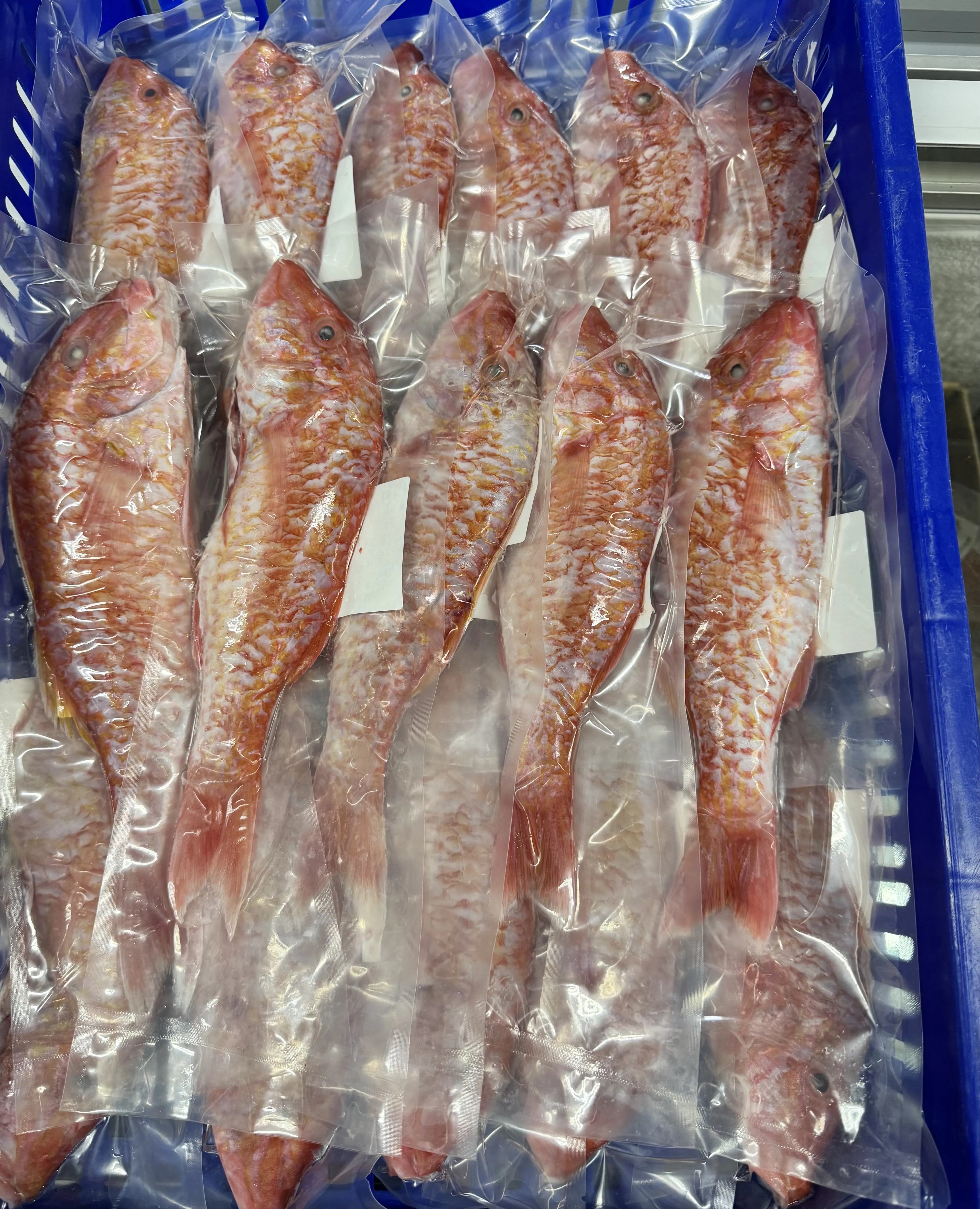 大秋姑（自捕）