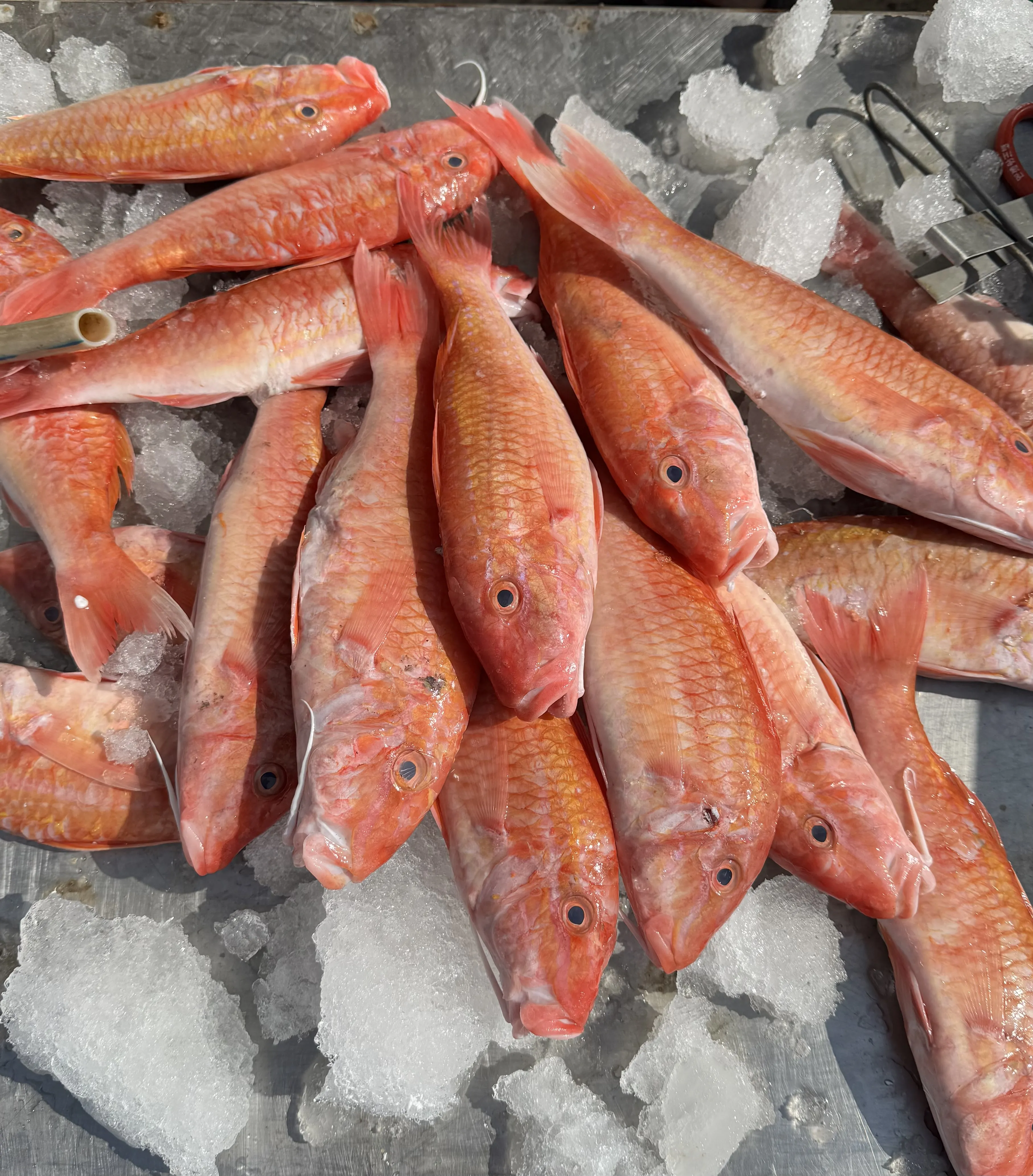 大秋姑（自捕）