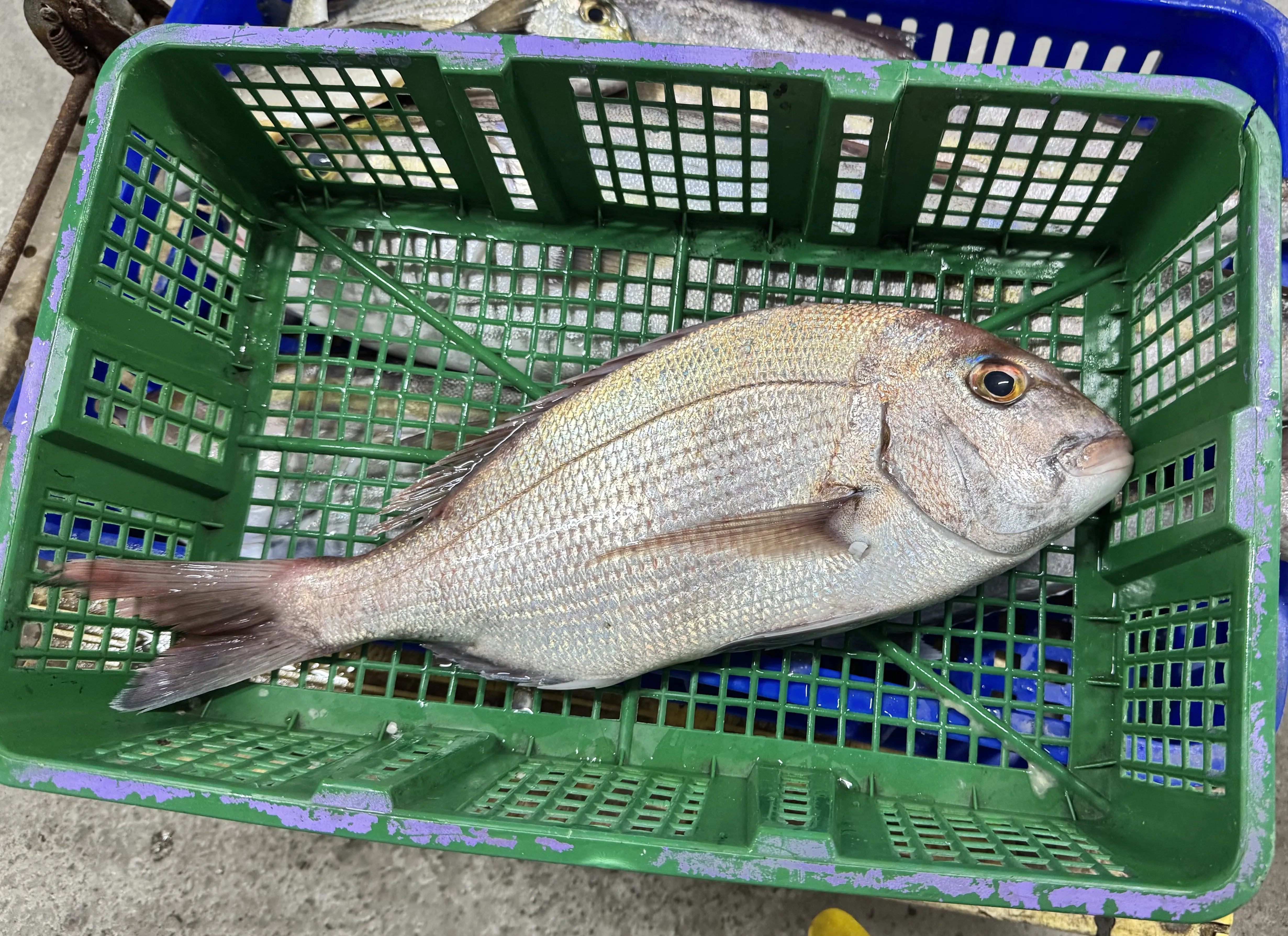 加鱲魚