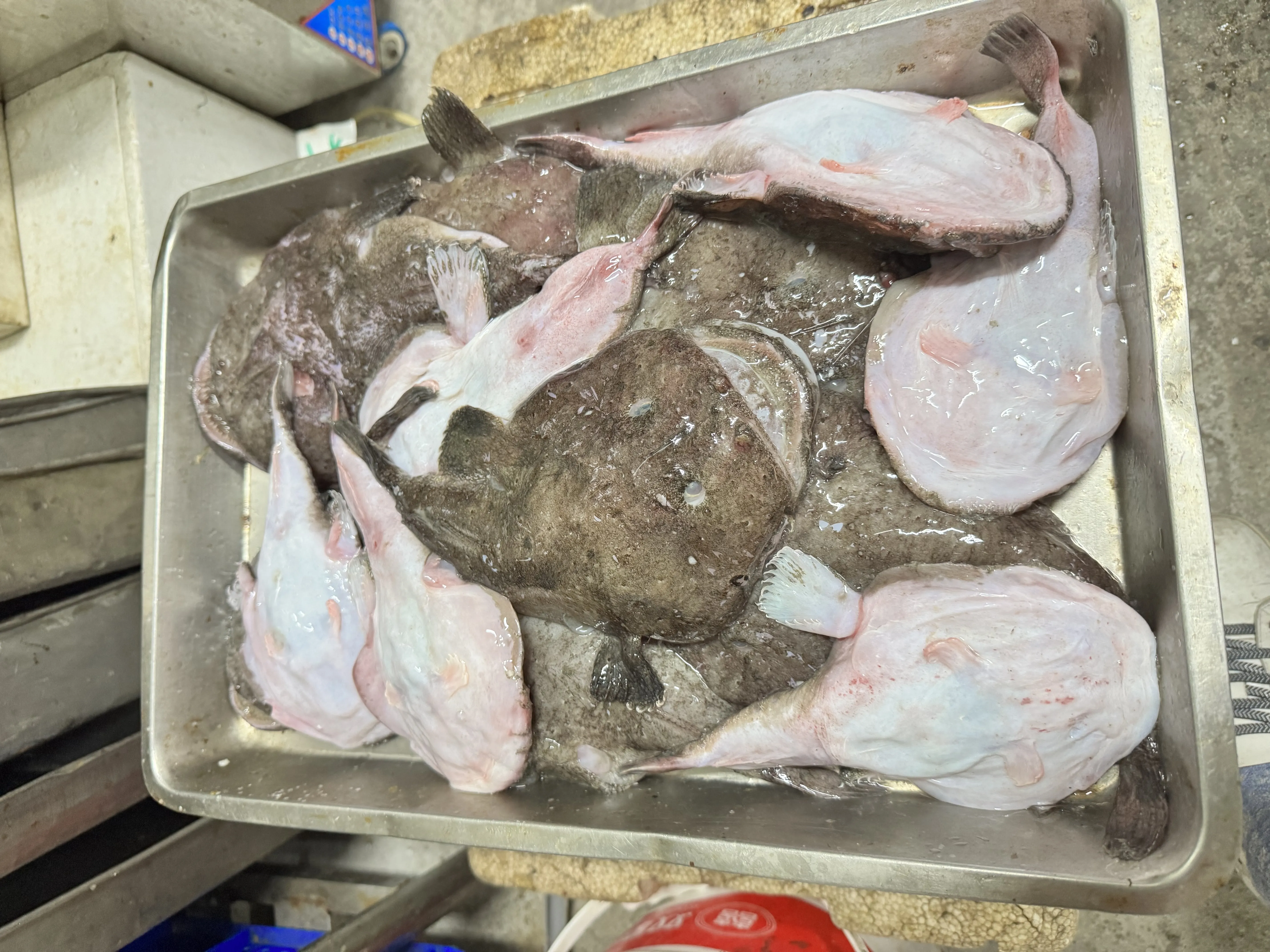 鮟鱇魚
