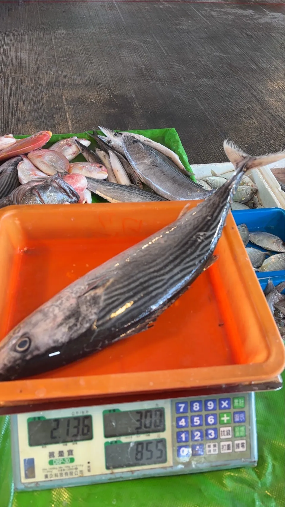 煙仔虎（自捕）