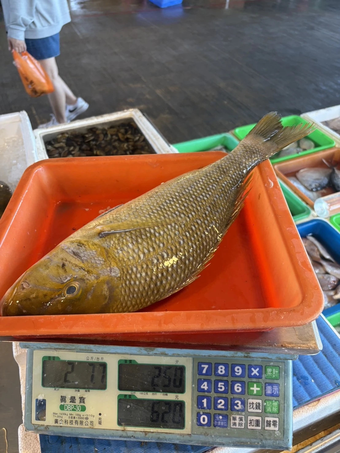龍占魚  青嘴魚
