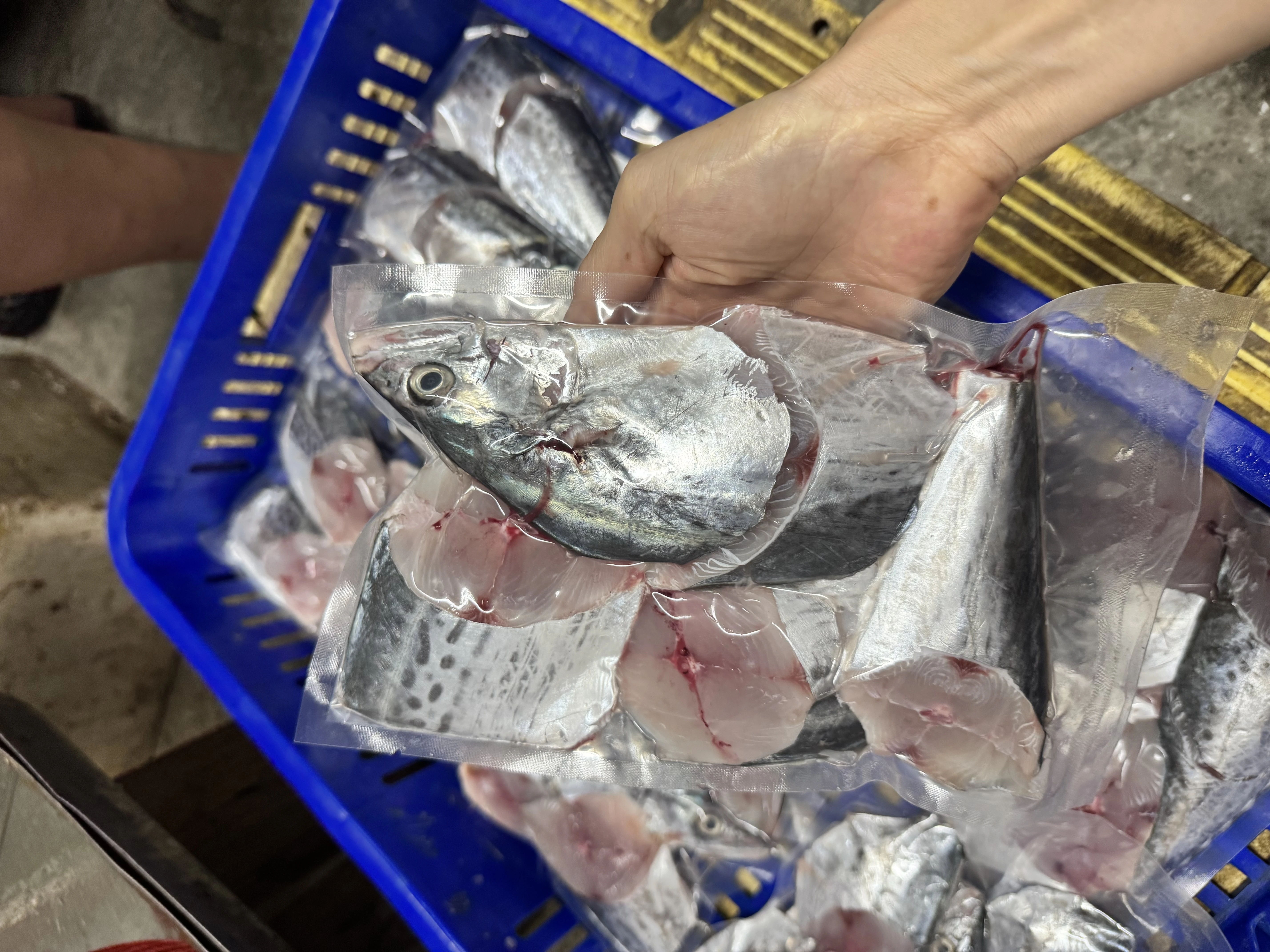 白北魚