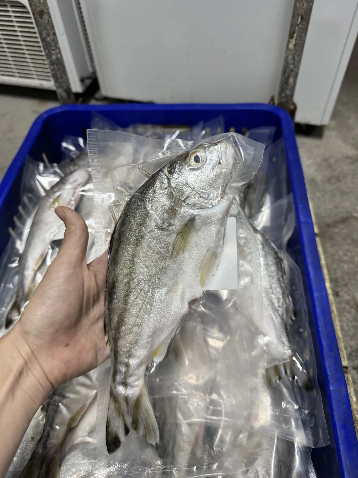 花身雞魚