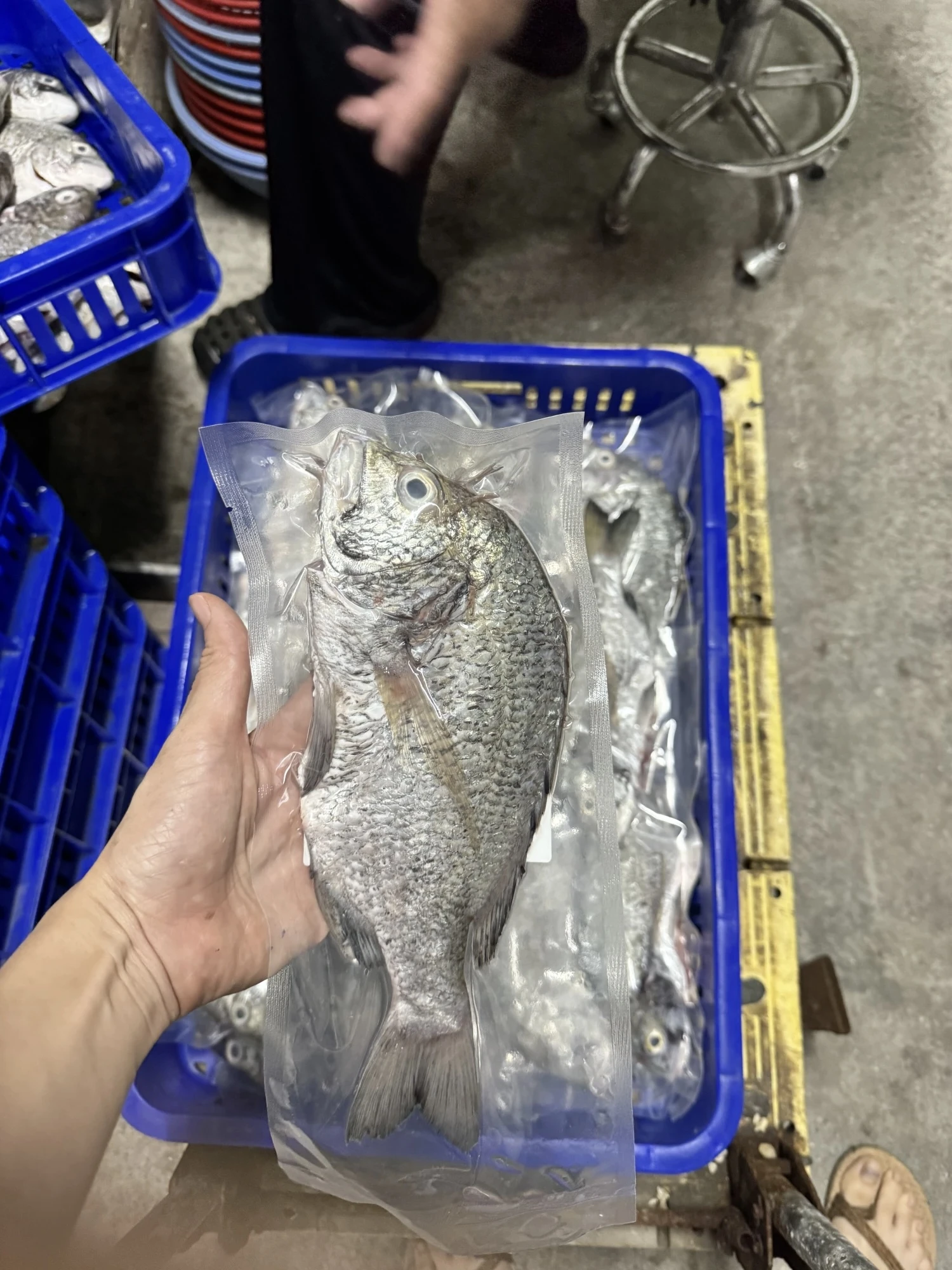 黑鯛 黑格