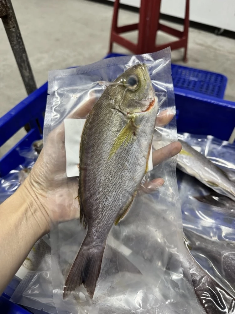 黃雞魚