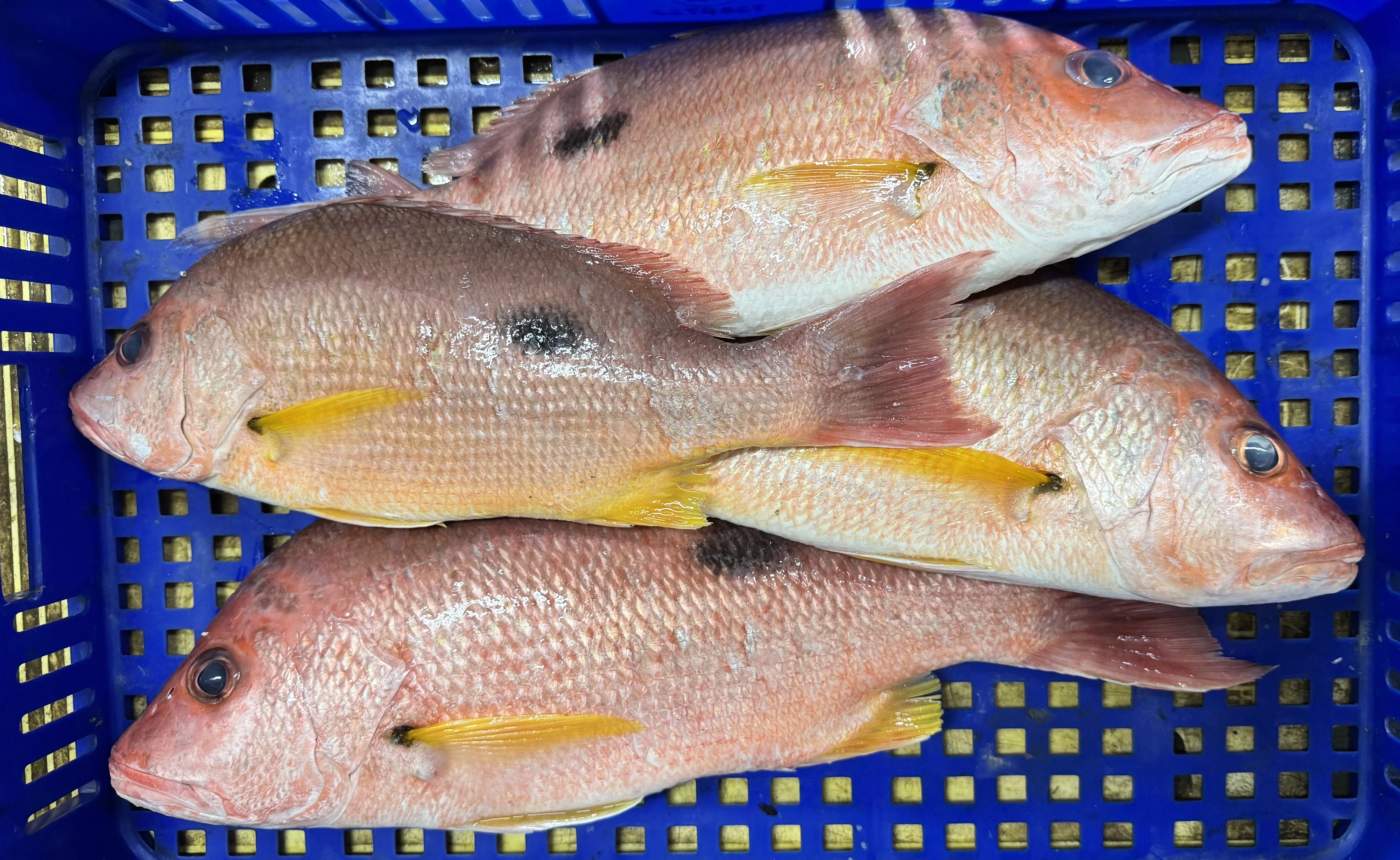 黑點笛鯛 黑點仔 點痣
