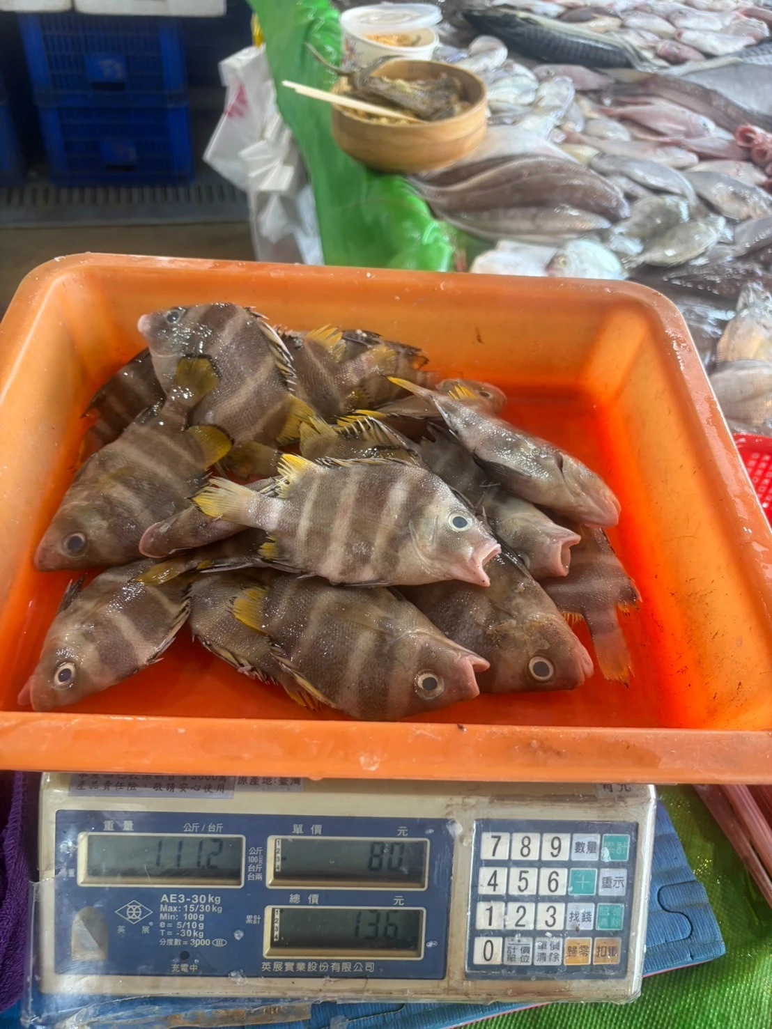 臀斑髭鯛 打鐵婆 