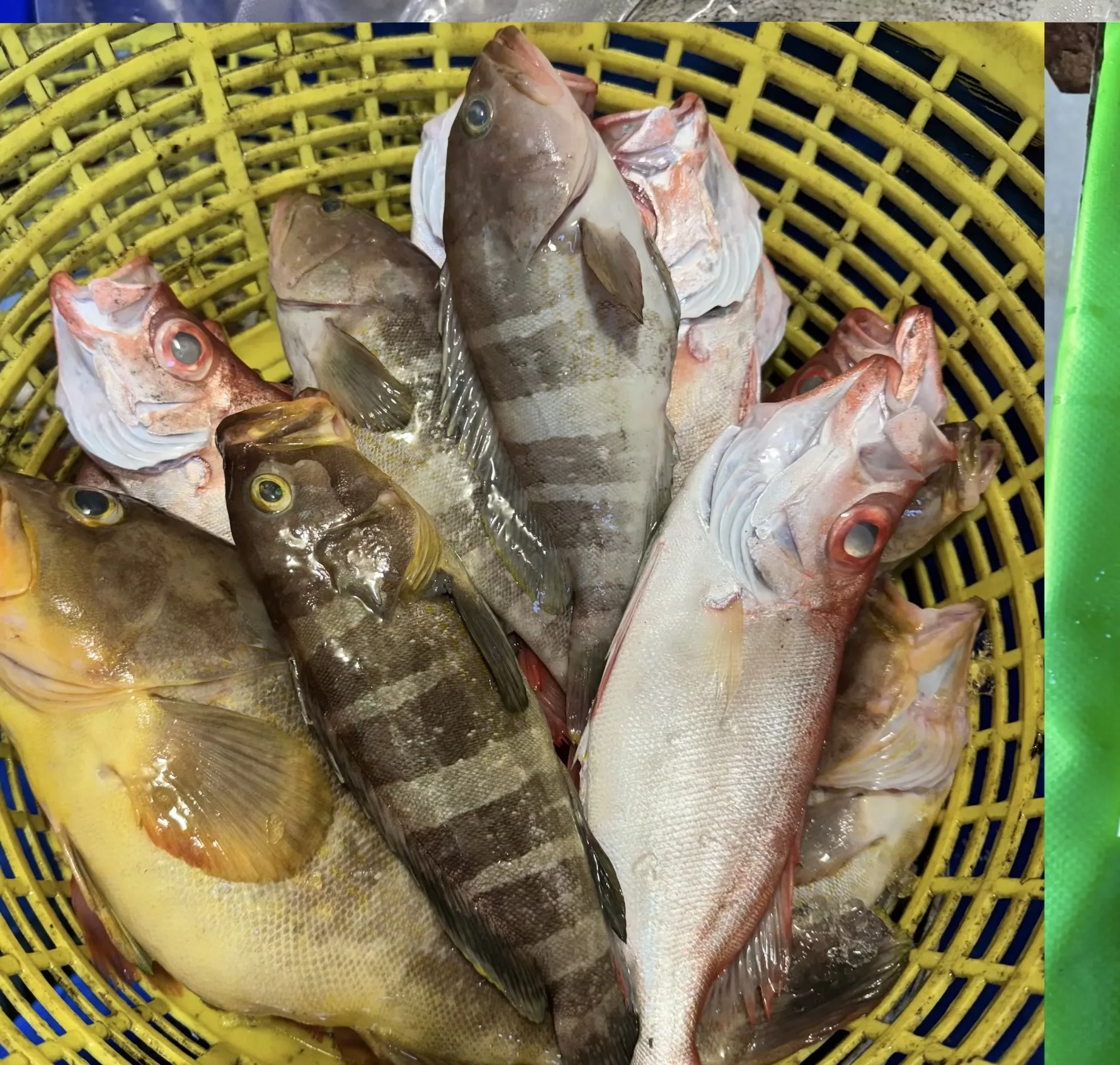 中勾石斑(黃石斑)