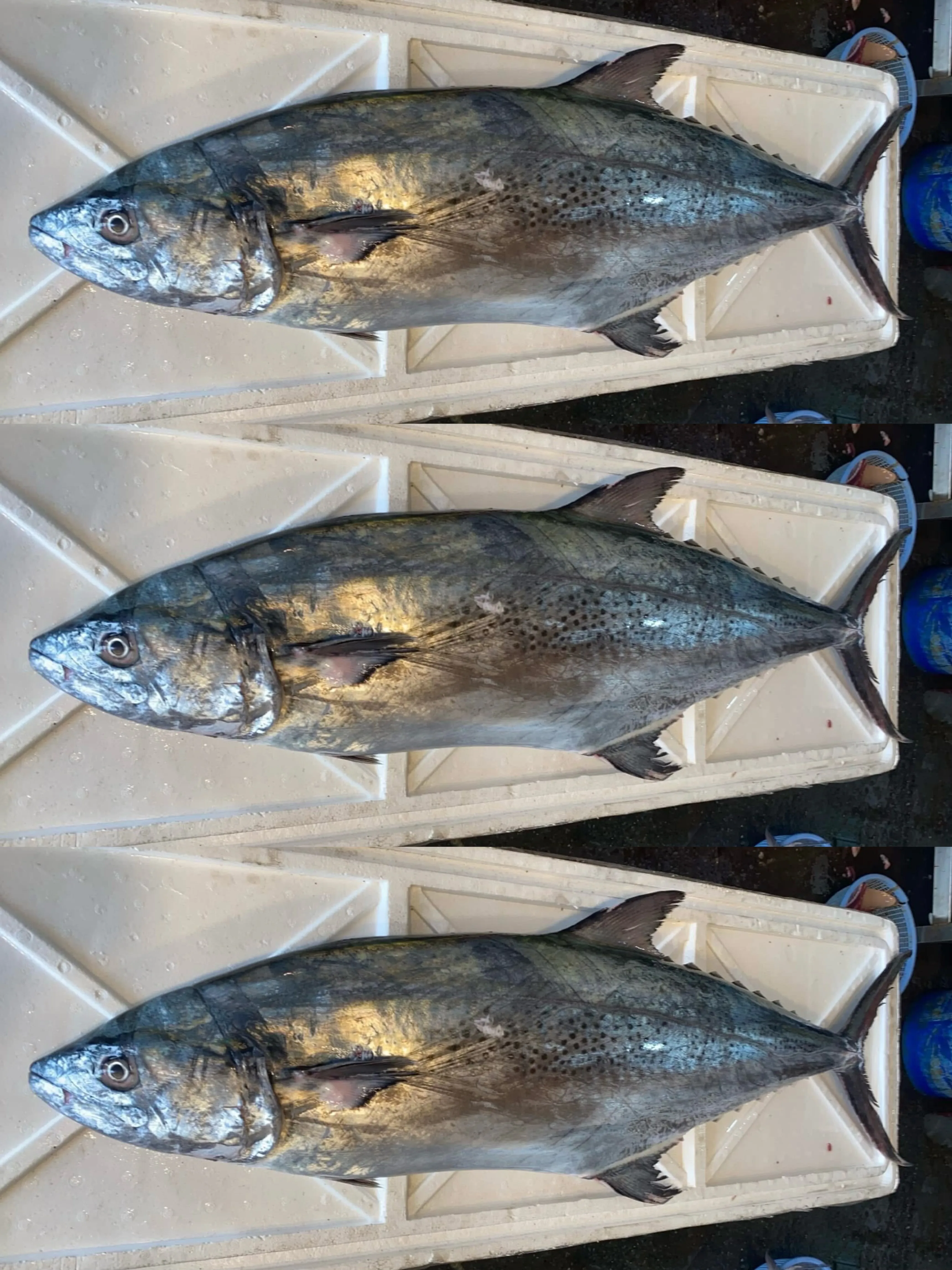 大白北魚(闊北)