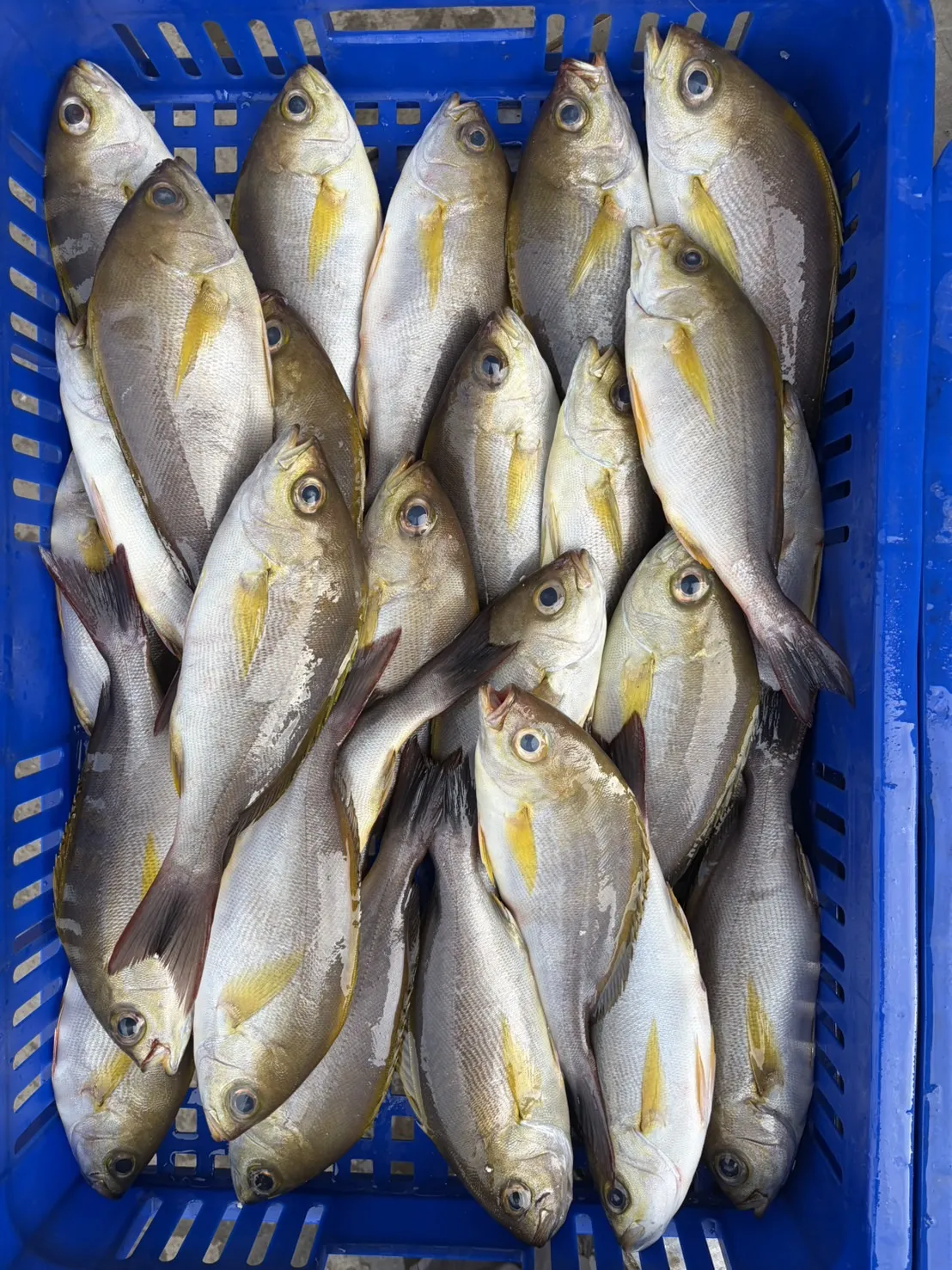 黃雞魚