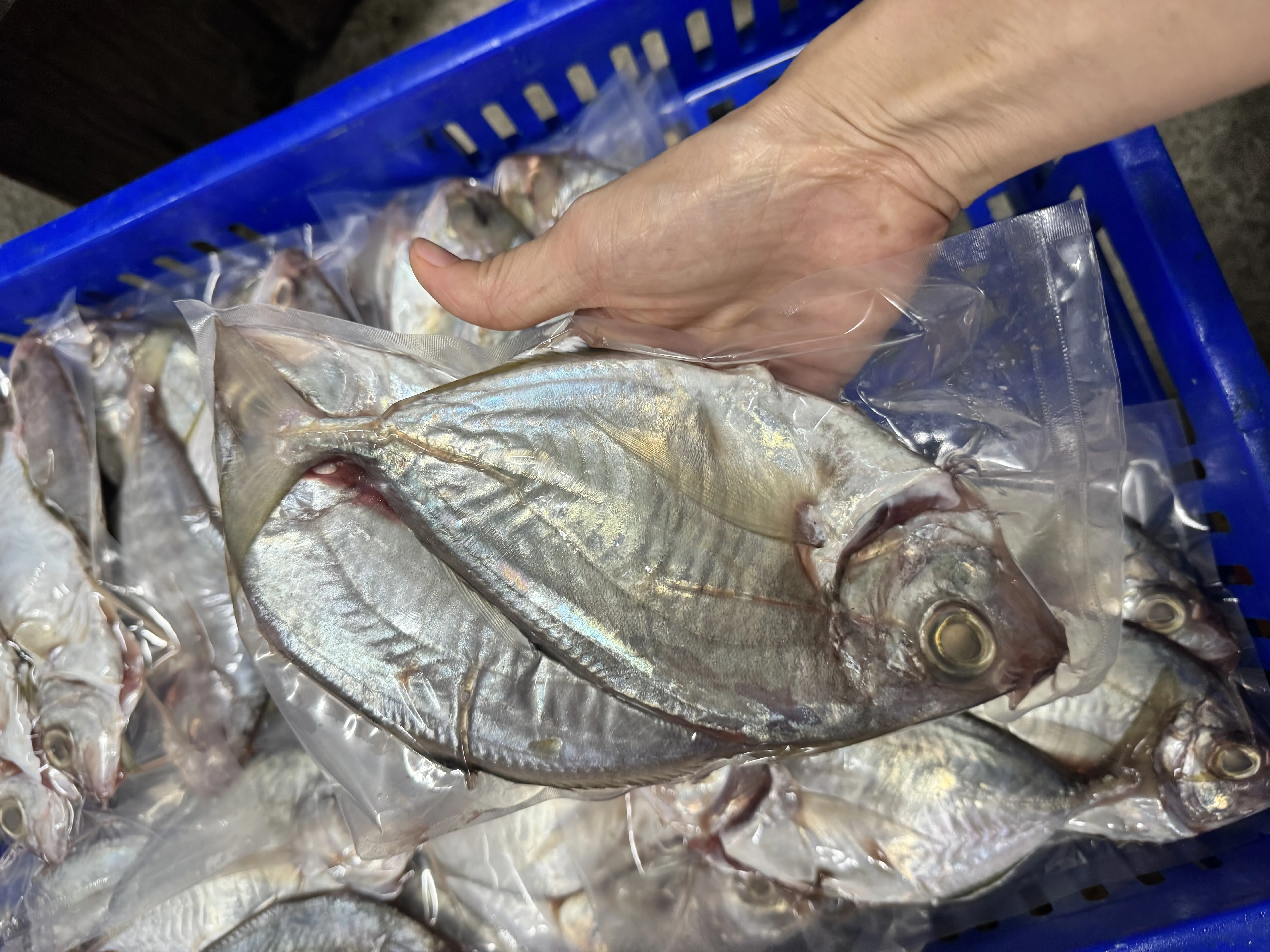 柑仔魚