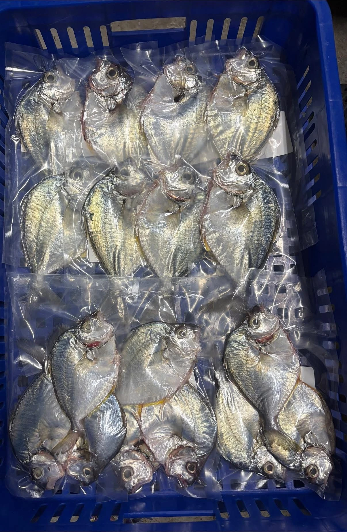 三角魚