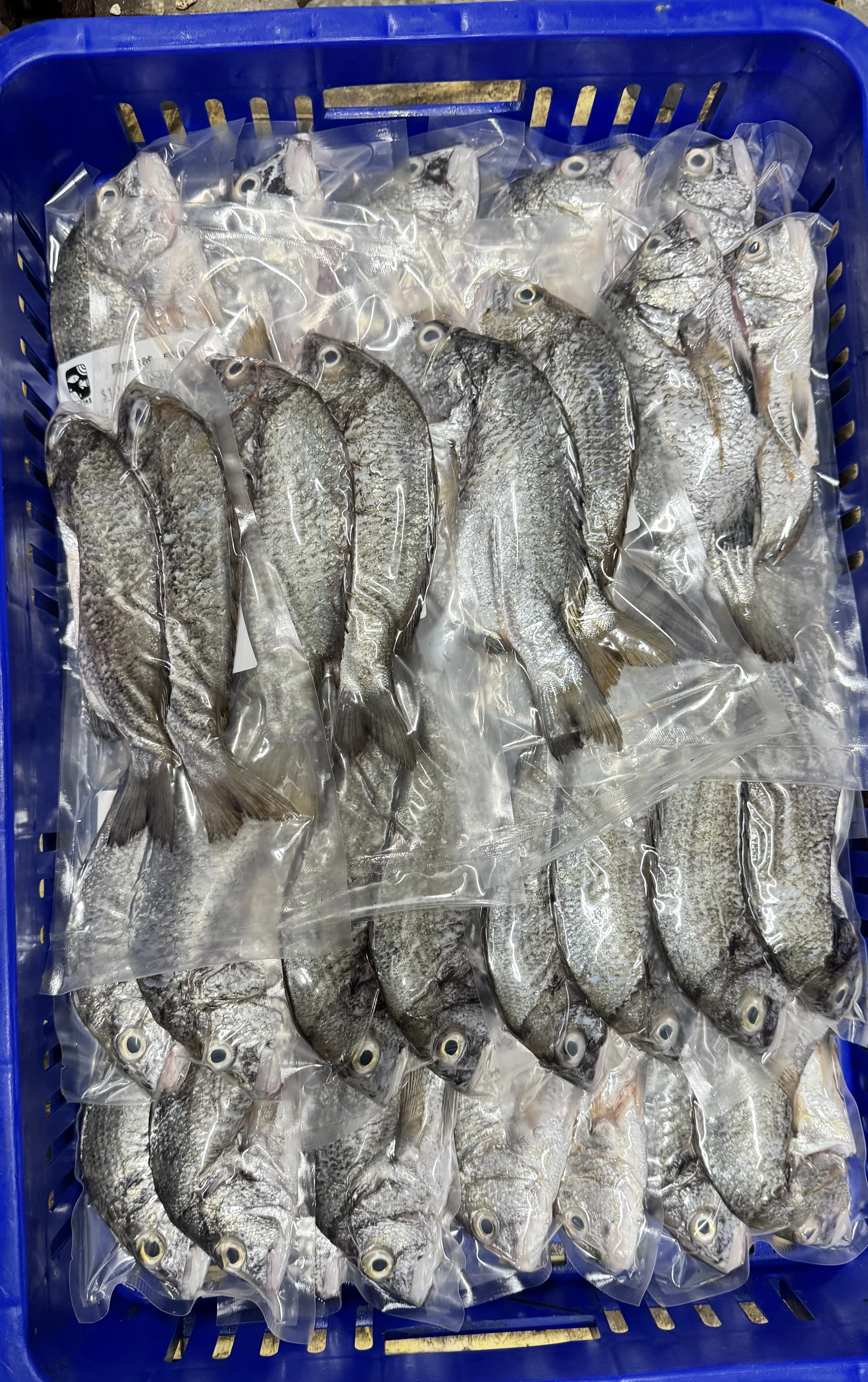 黑鯛 黑格