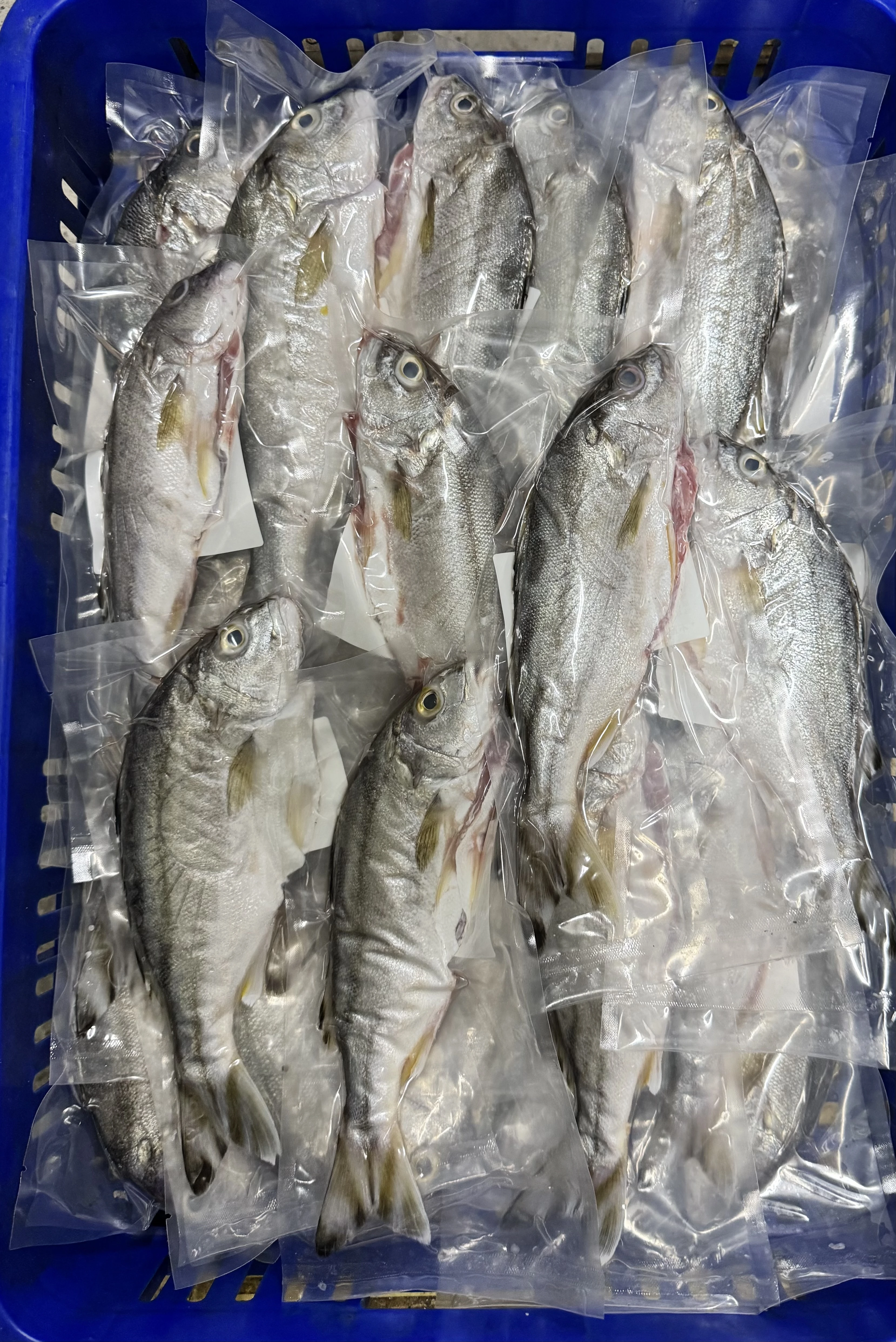 花身雞魚
