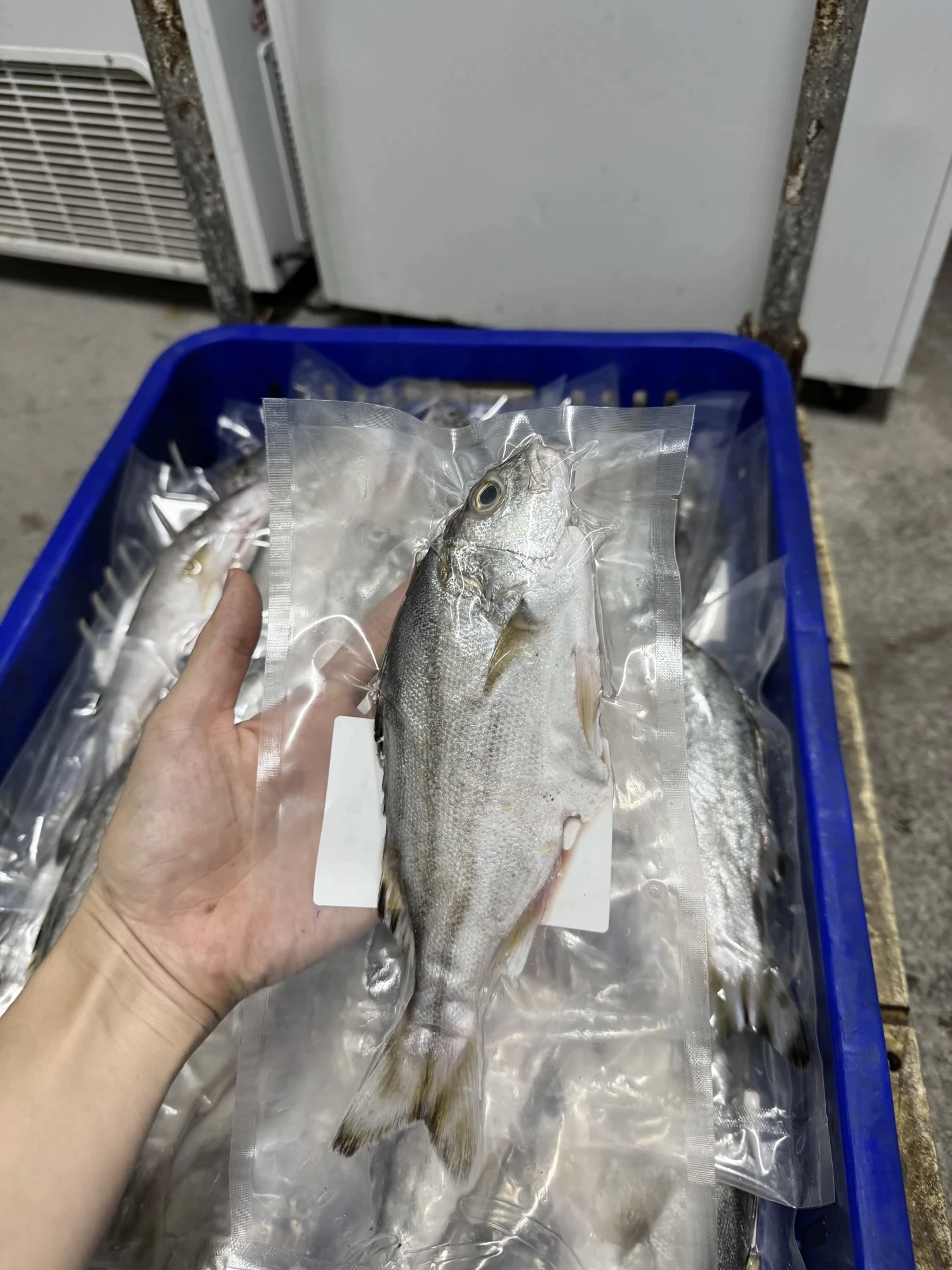 花身雞魚