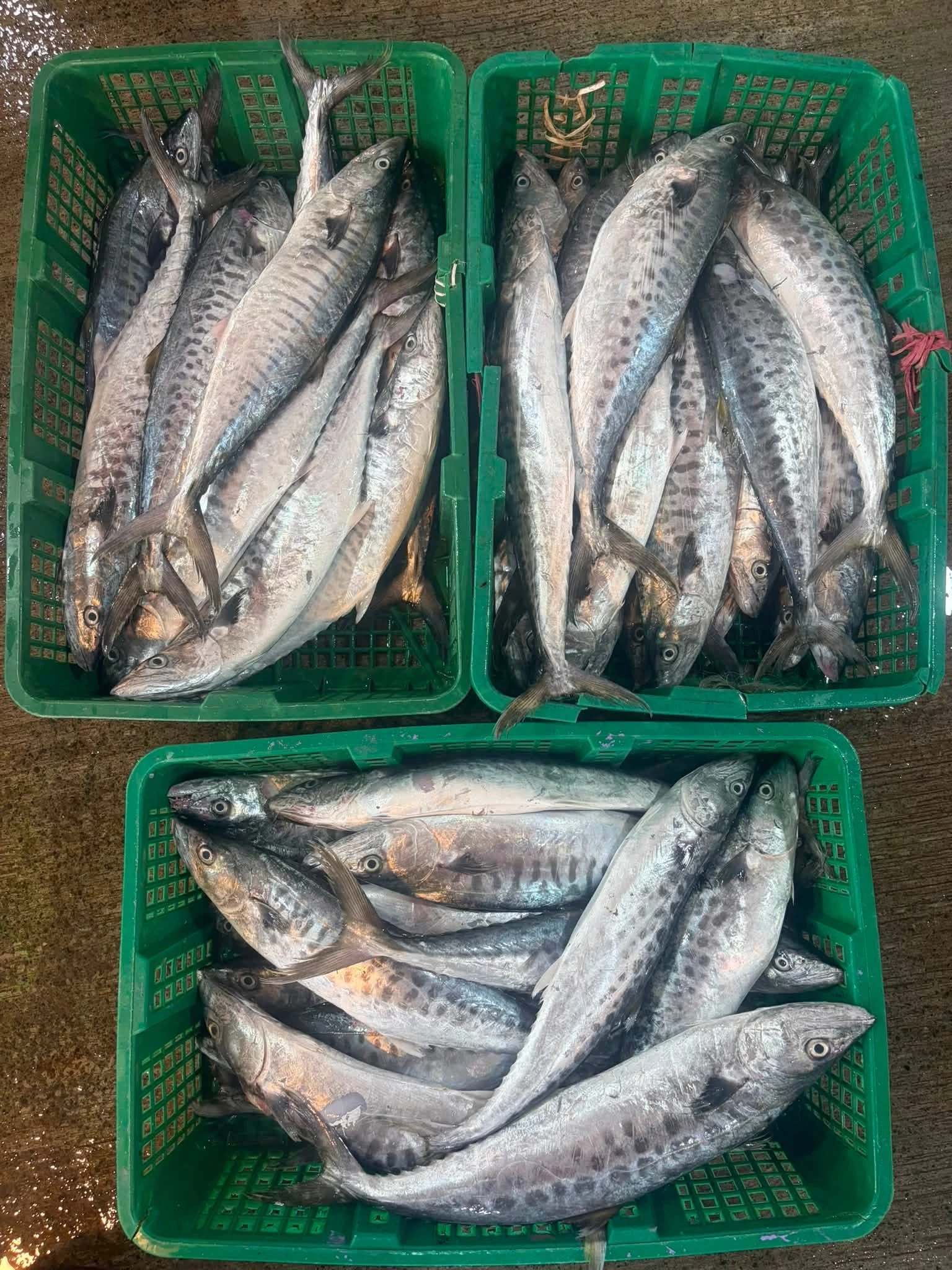 小土魠