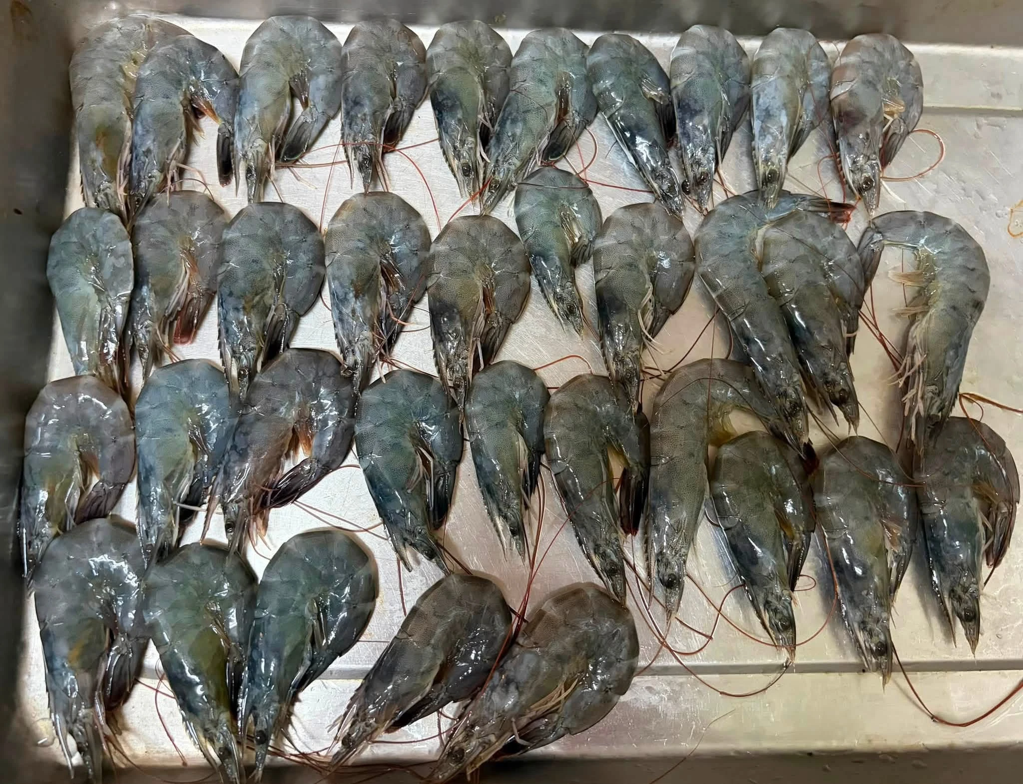50/60冷凍白蝦