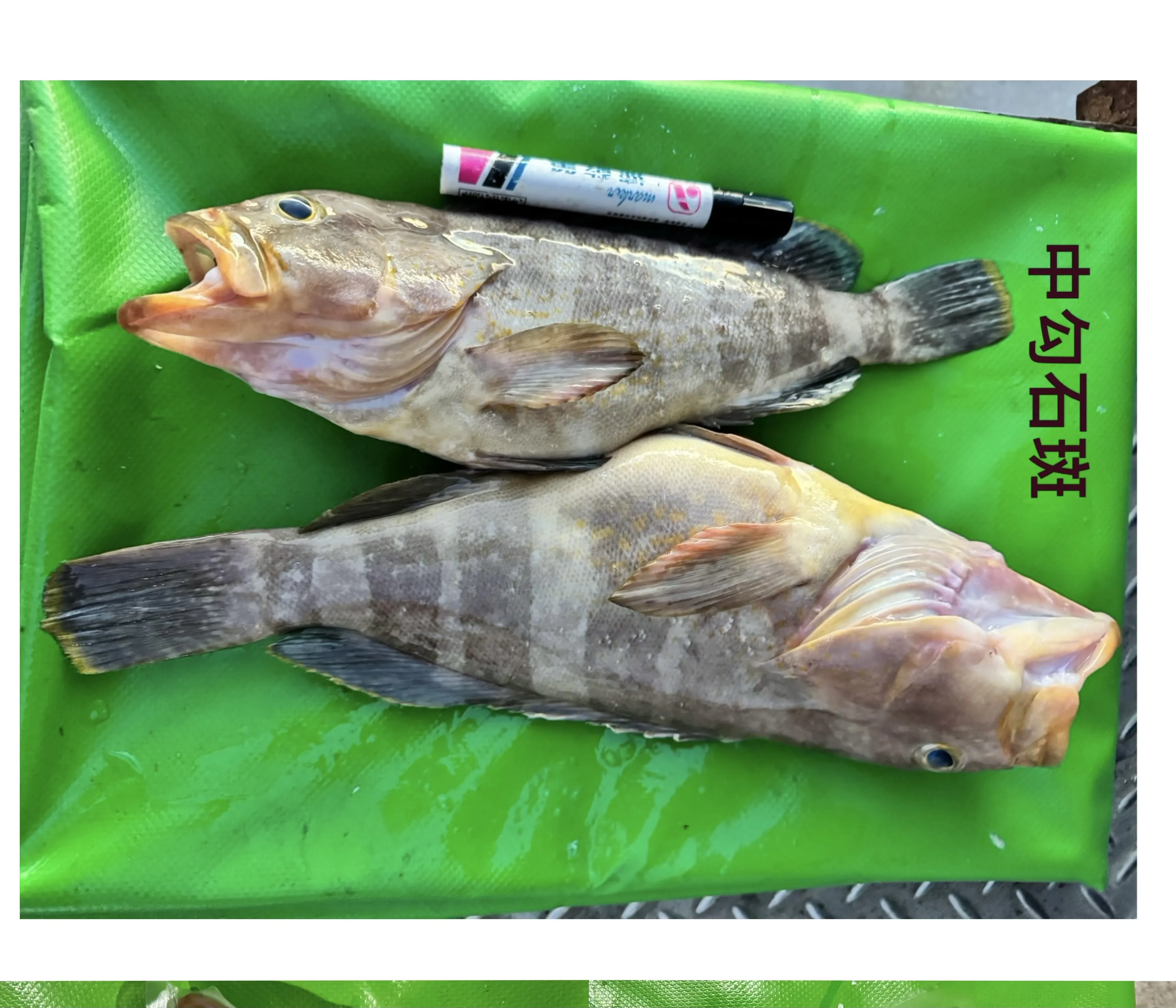 中勾石斑(黃石斑)