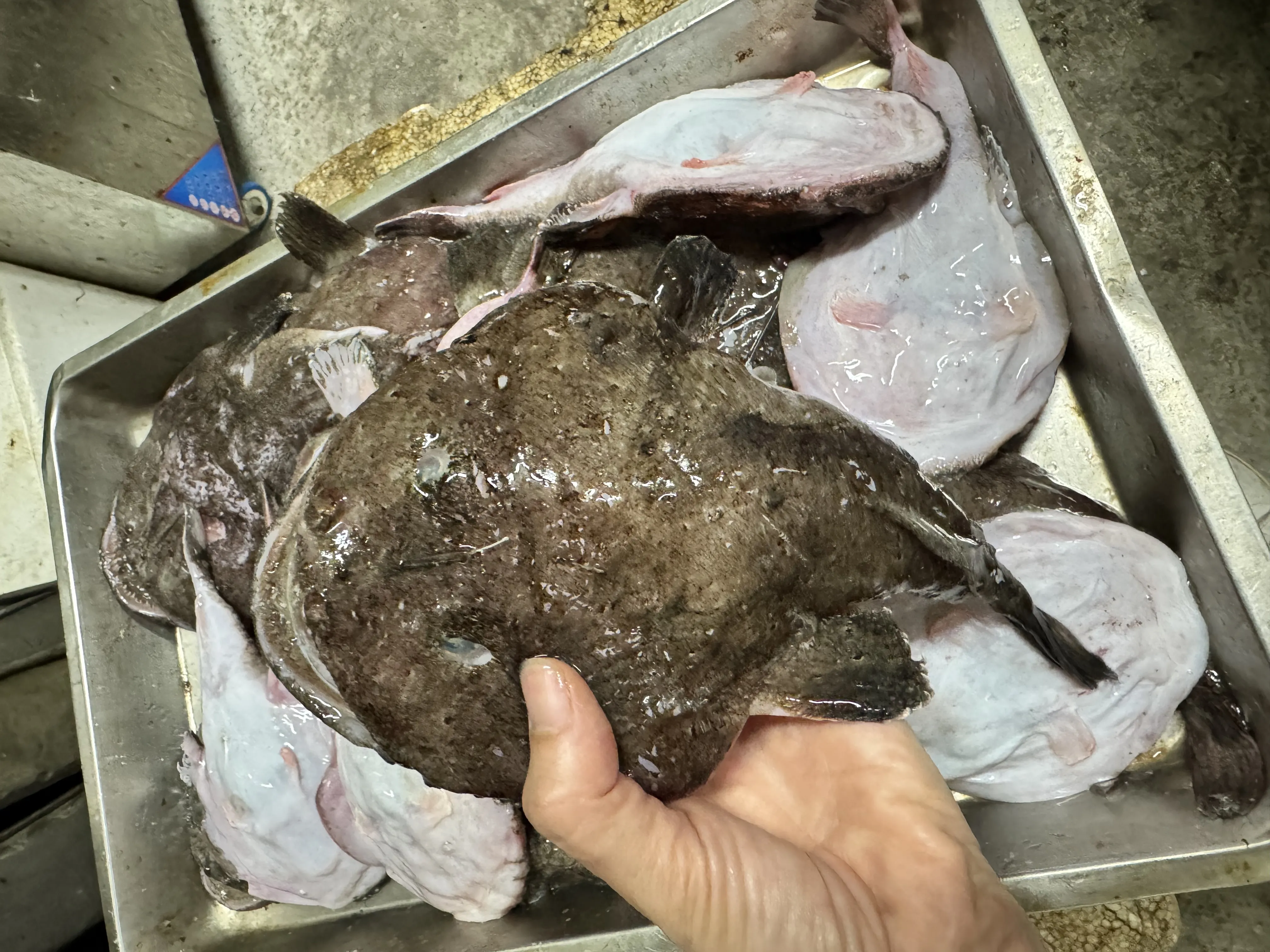 鮟鱇魚