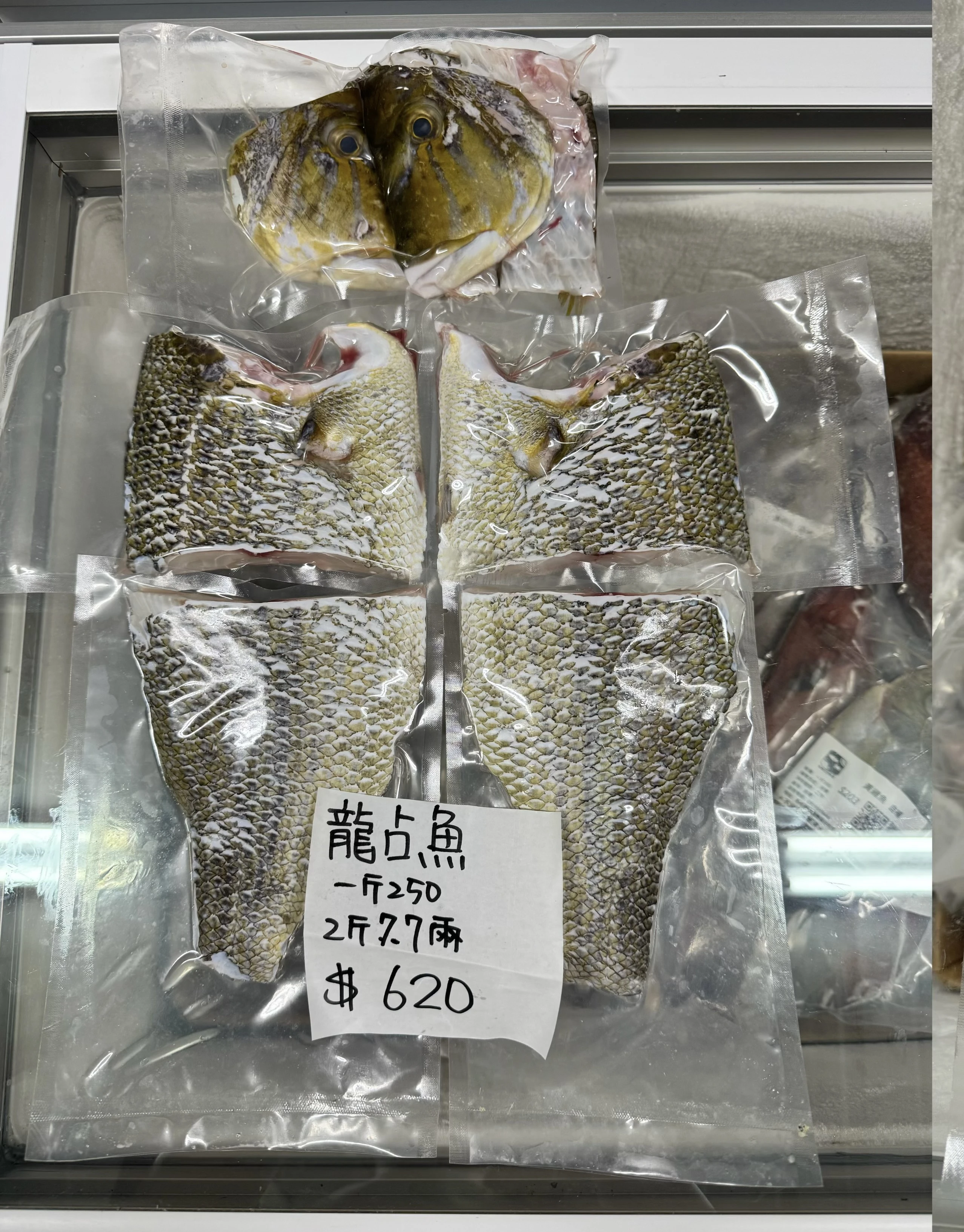 龍占魚  青嘴魚