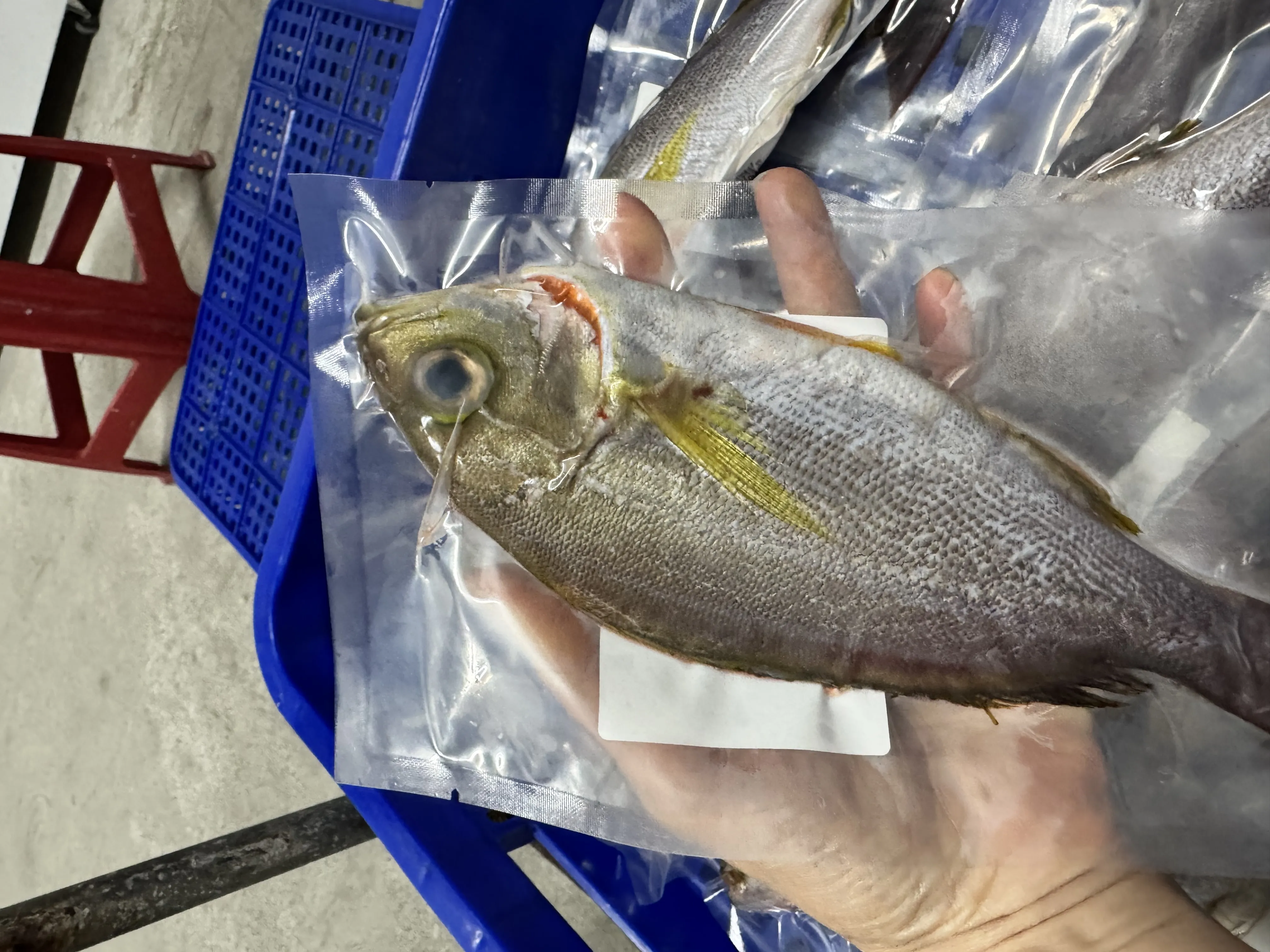 黃雞魚