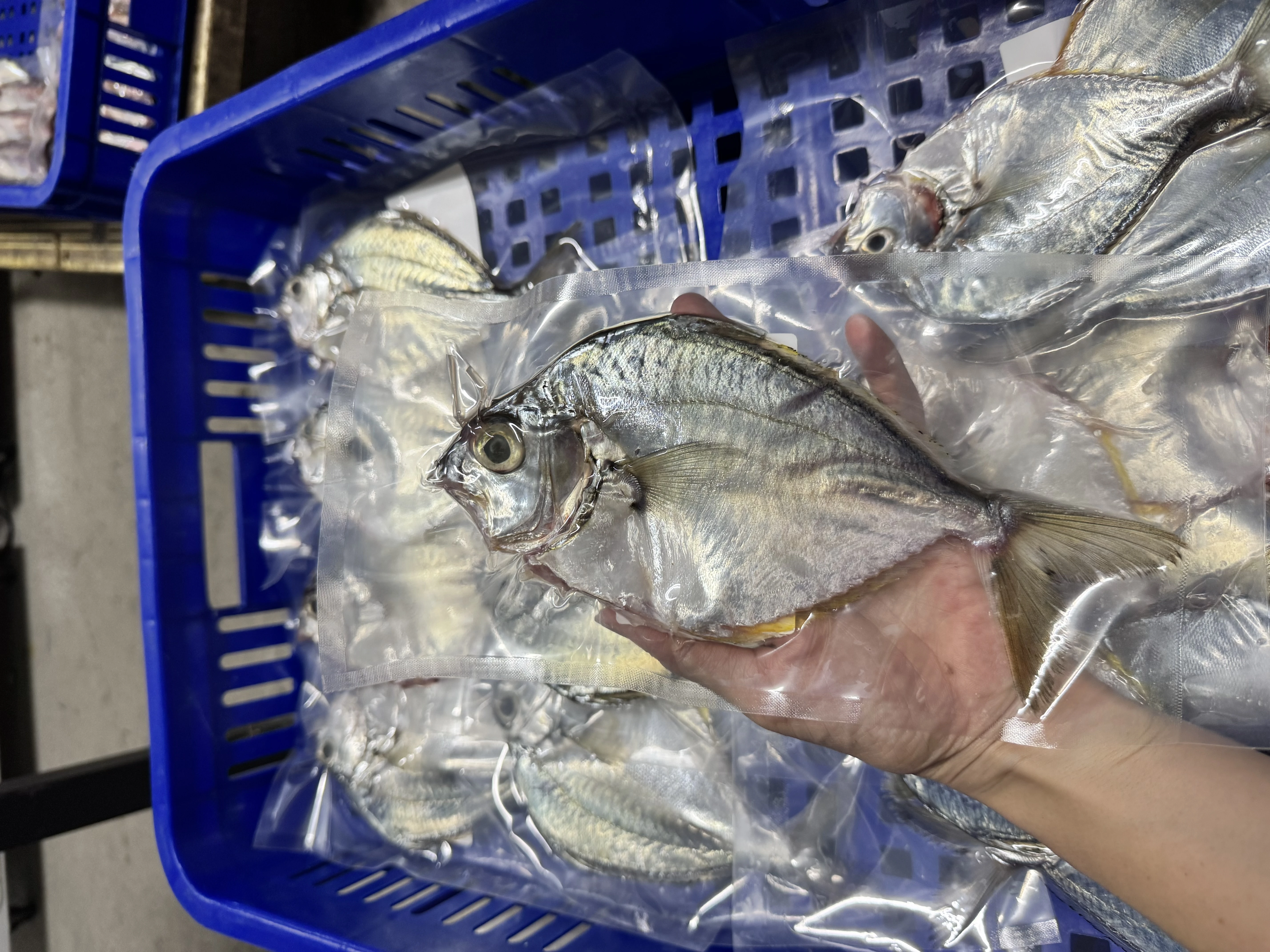三角魚