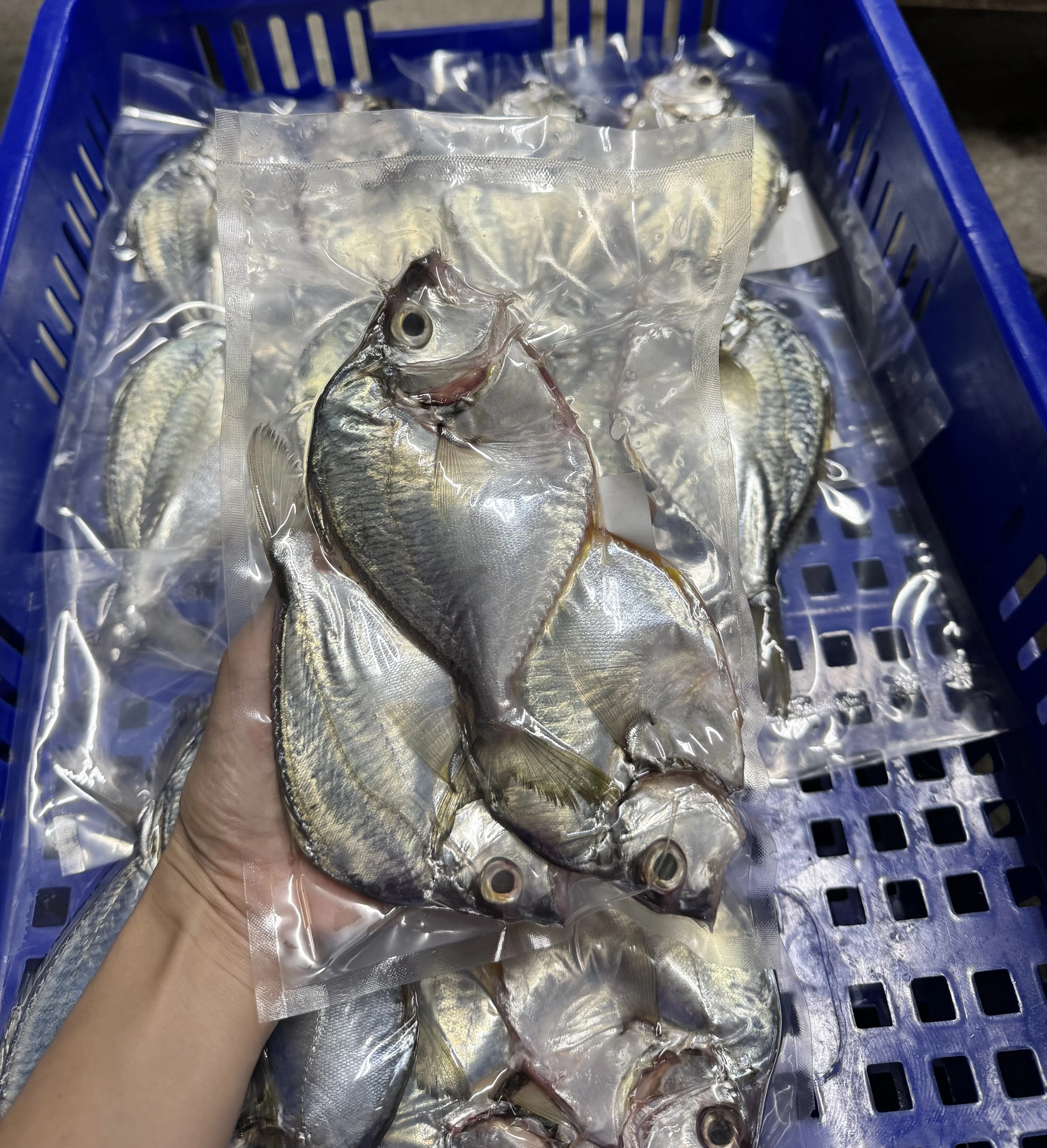 三角魚