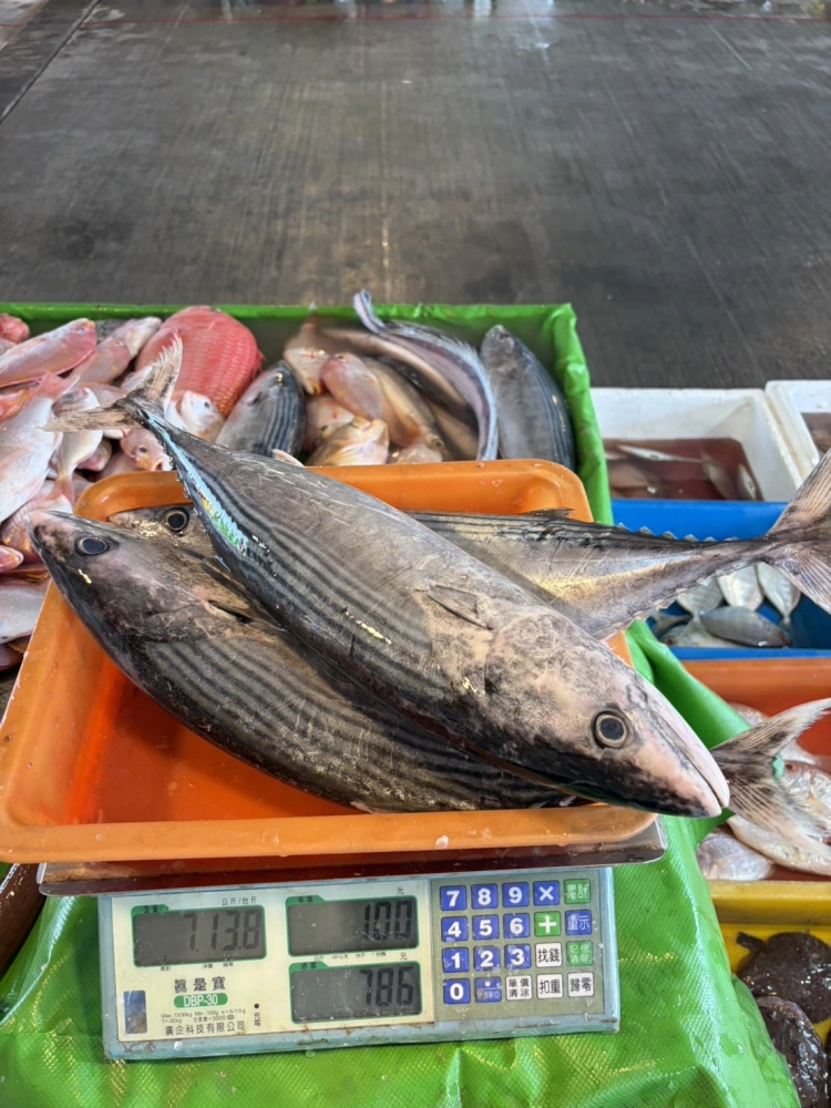 煙仔虎（自捕）