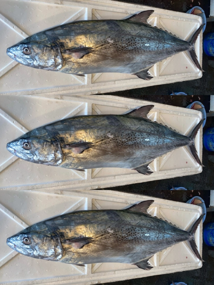 大白北魚(闊北)