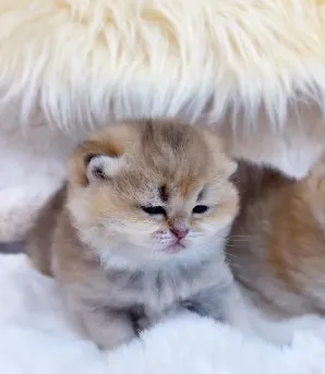 小小身體，藏著大大的溫柔