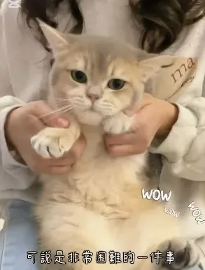 貓舍日常小片段