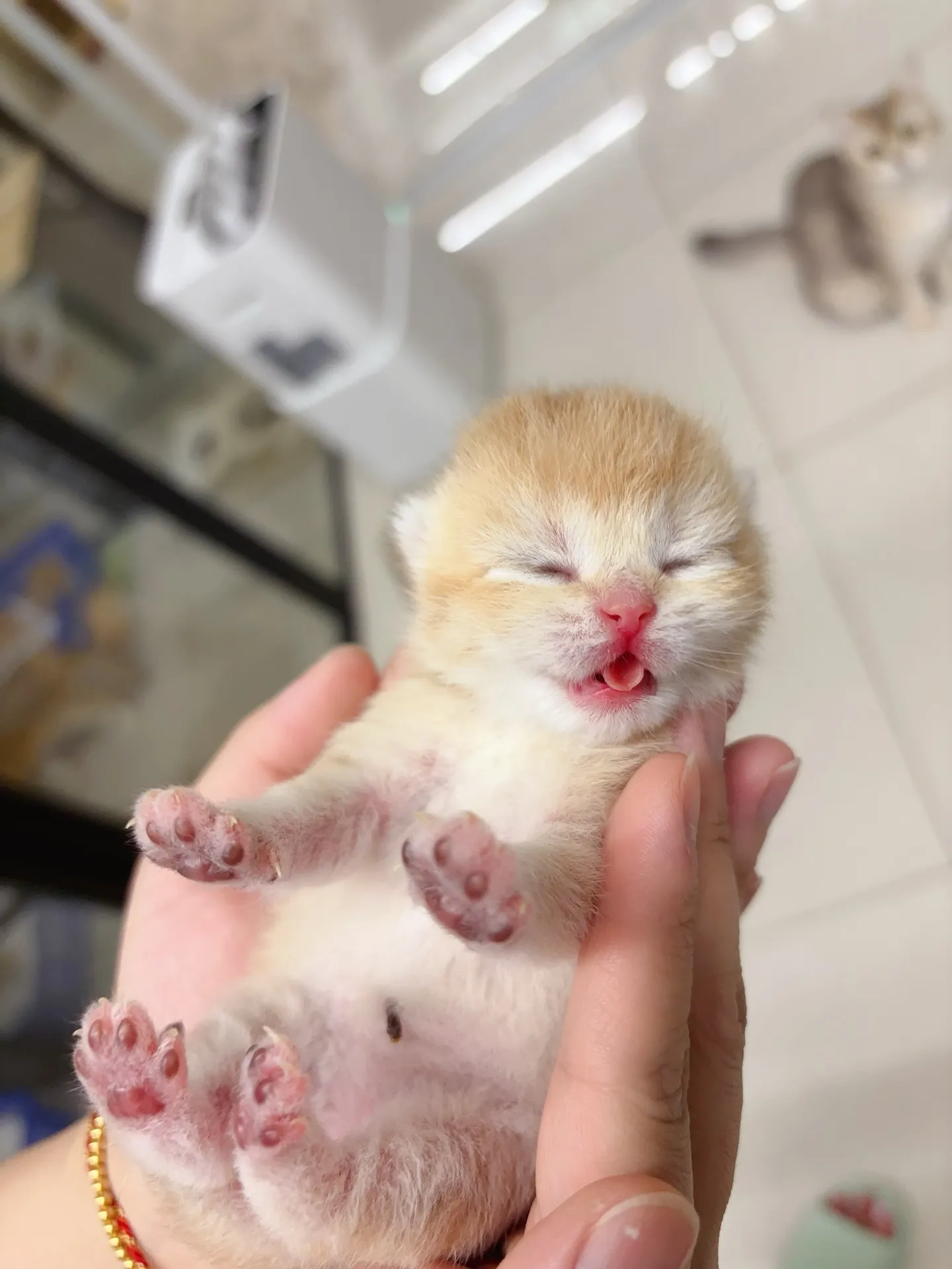 貓舍公告｜新手飼主必學：如何觀察貓咪健康狀態