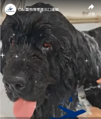 安全回家了｜紐芬蘭犬中國 ➜ 台灣作業完成