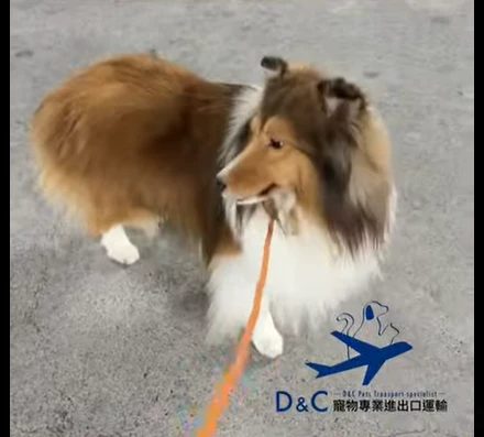 喜樂蒂牧羊犬順利抵達 ｜香港高雄喜樂蒂美人魚犬舍