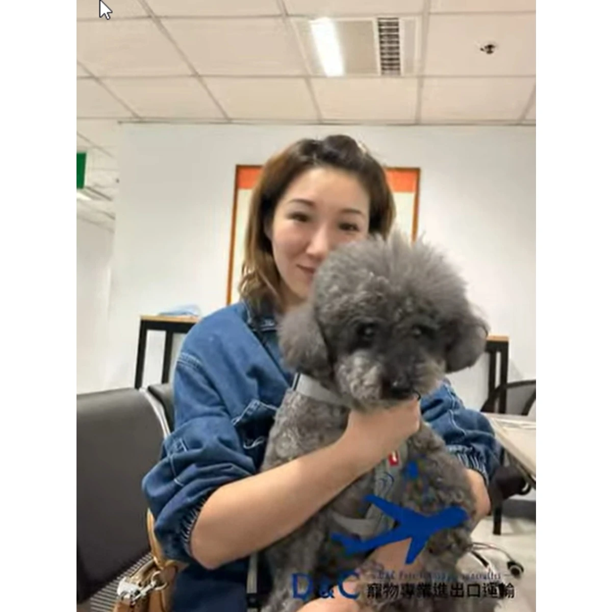 貴賓犬移民哈爾濱新生活紀錄