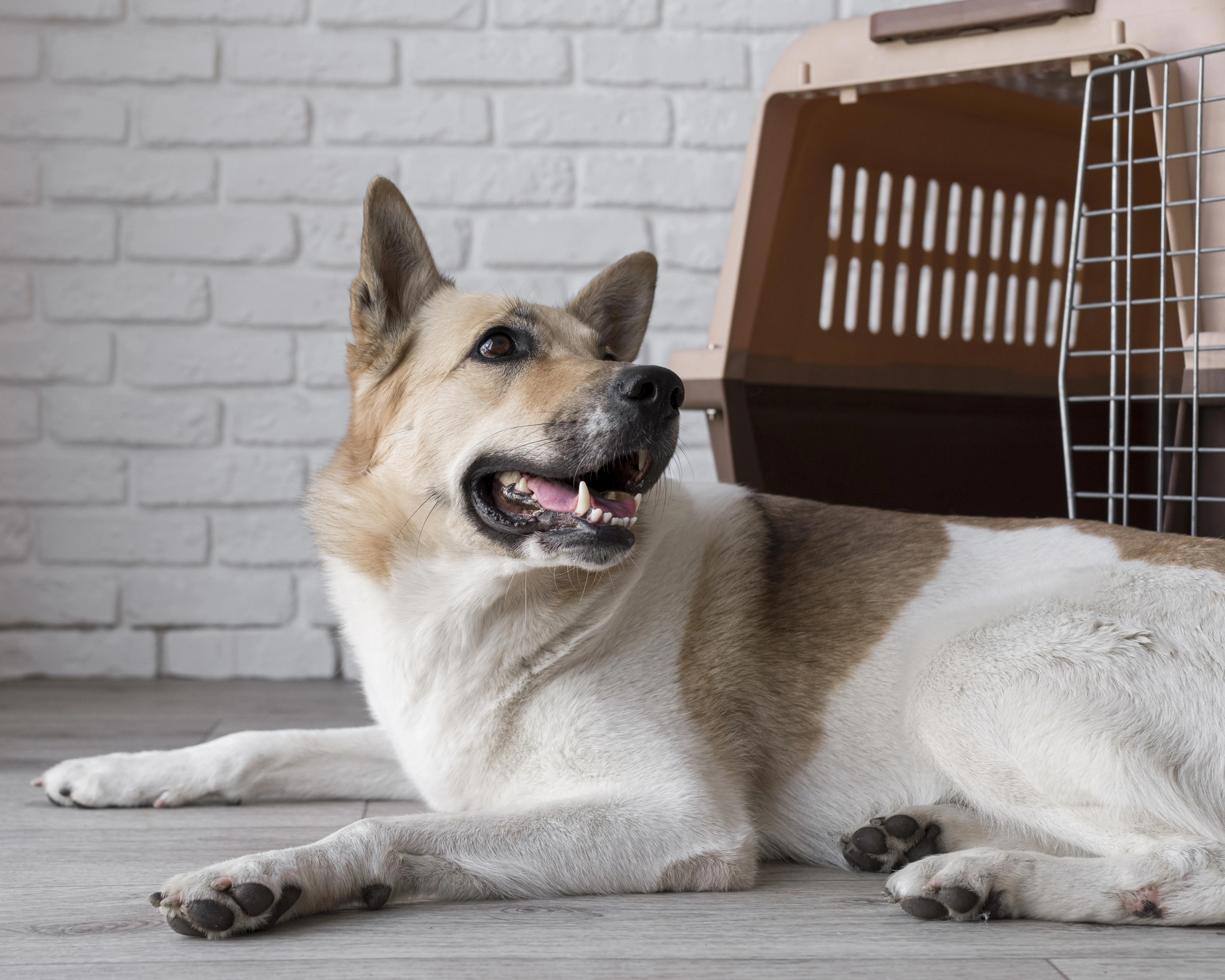 寵物出國一定要驗狂犬病嗎？｜狂犬病抗體檢測／桃園寵物檢疫代辦／桃園區寵物檢疫代辦