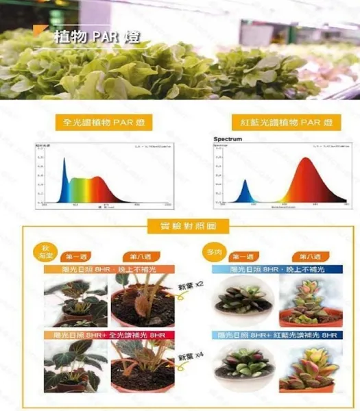舞光 植物燈專用 紅藍光譜LED-PAR3824RB PAR38 E27燈頭  防水型 LED 24W