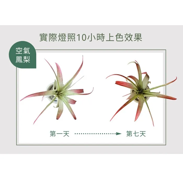 舞光 植物燈專用 紅藍光譜LED-PAR3824RB PAR38 E27燈頭  防水型 LED 24W