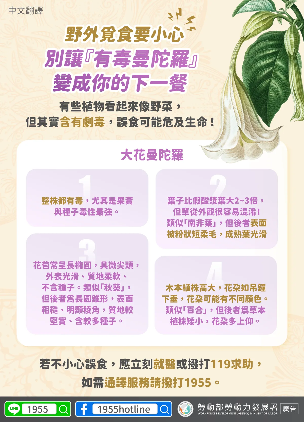 多國語言版 - 野外覓食要小心！別讓『有毒曼陀羅』變成你的下一餐