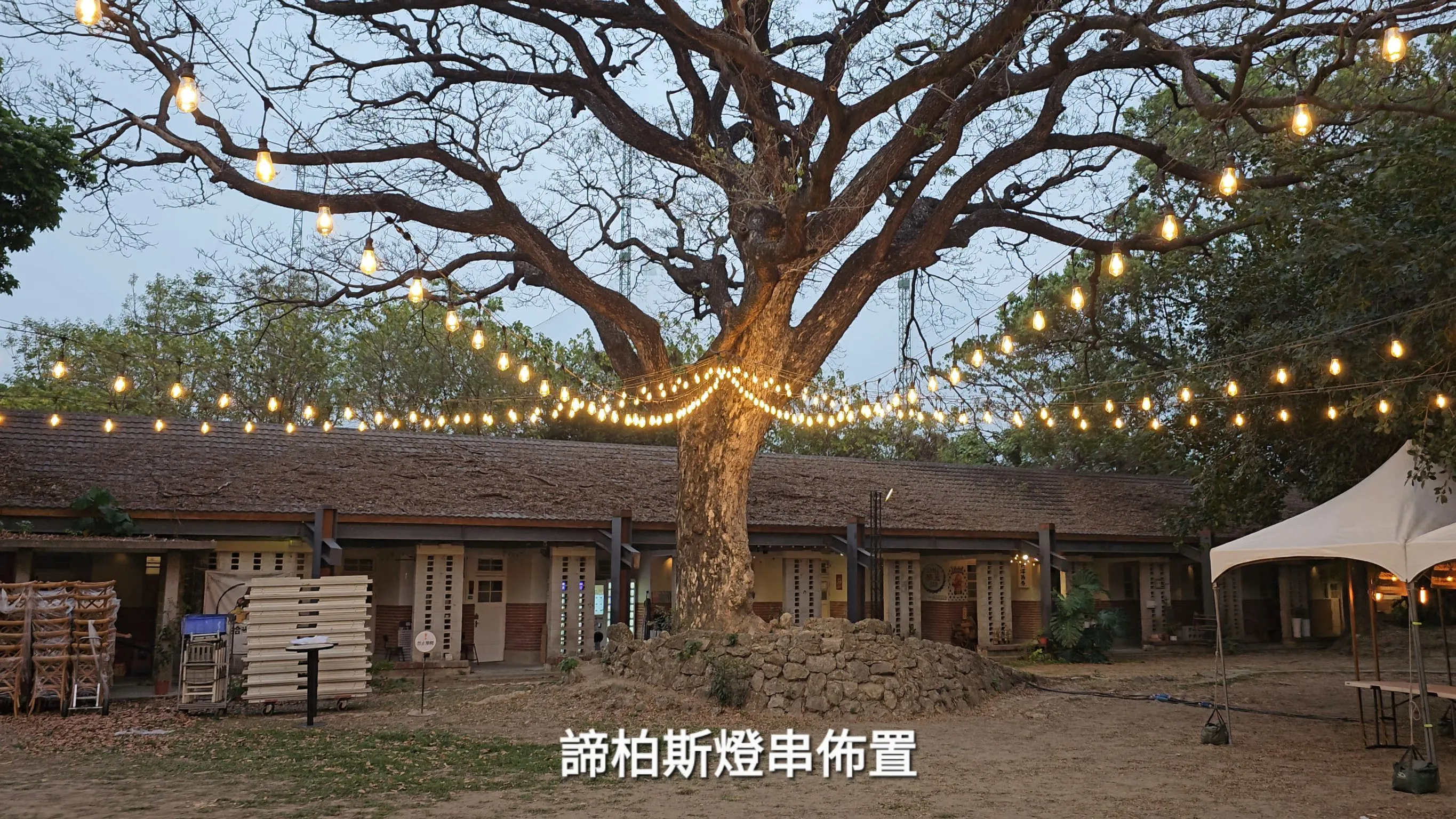 橋頭白屋雨豆樹燈串佈置