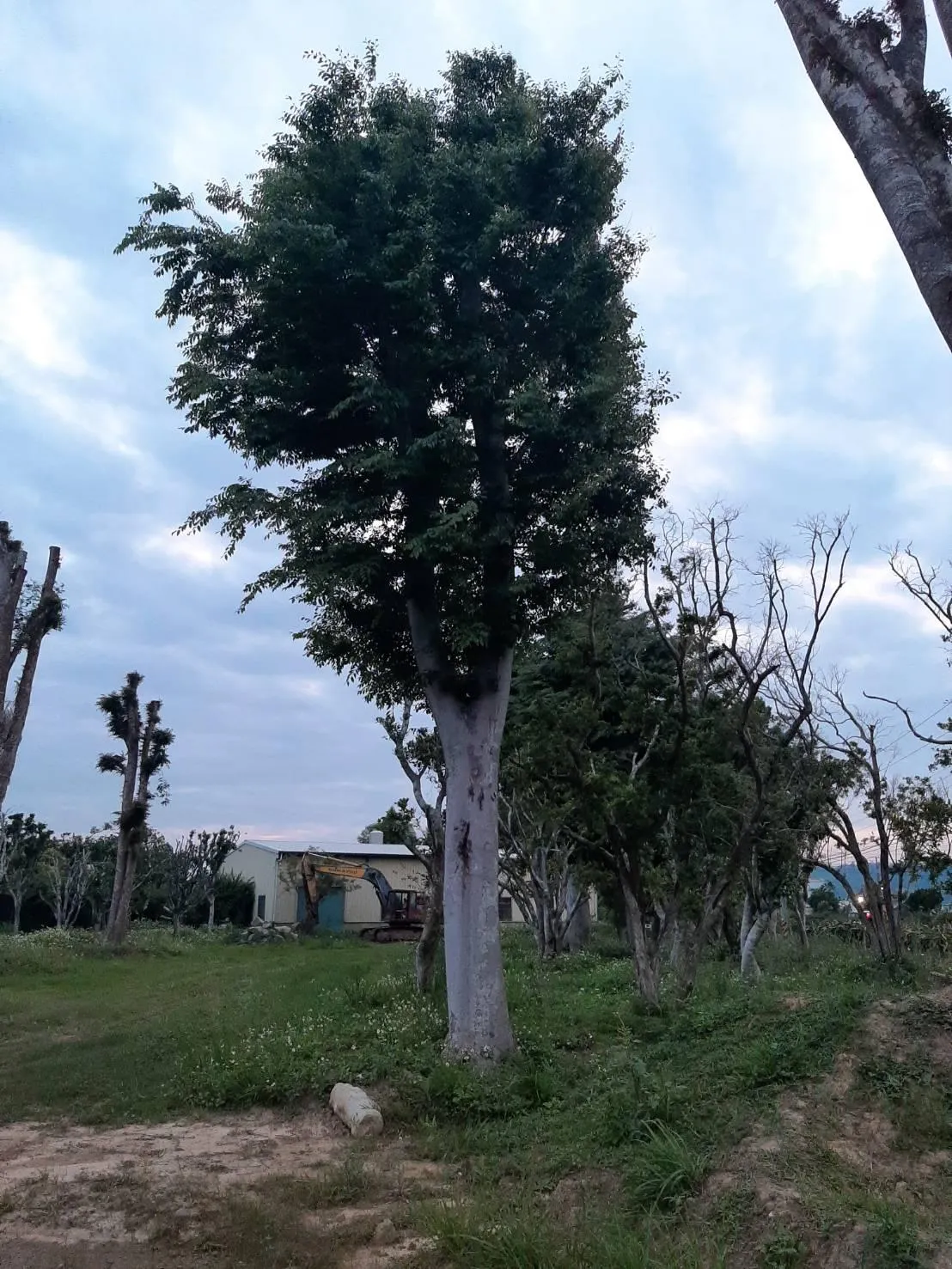【實際案例】後龍農地整地移植